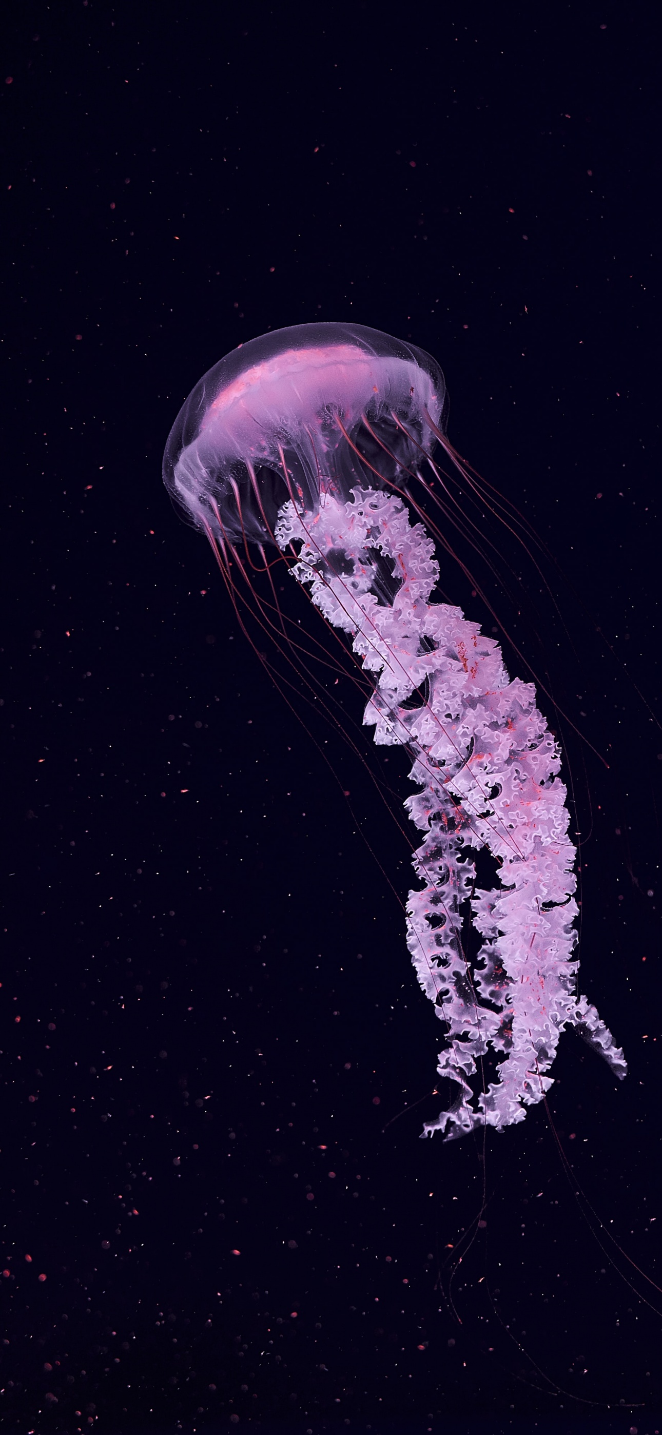 Jellyfish Wallpaper 4K, Dark background