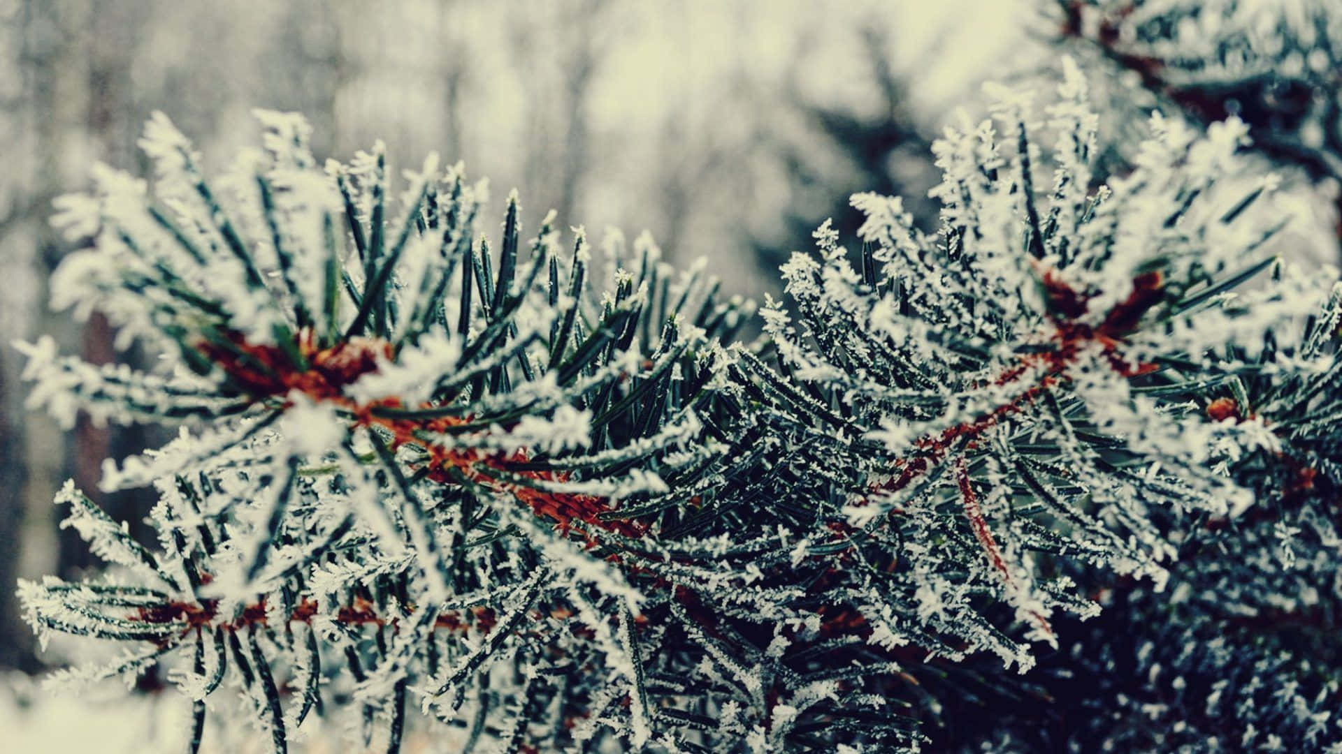 Winter Trees Wallpaper