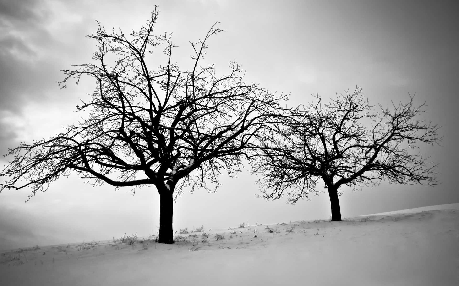 Winter Trees Wallpaper