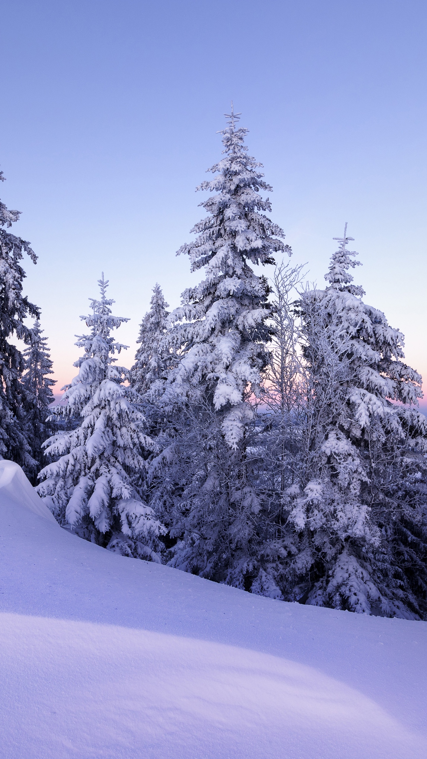 Winter Wallpaper 4K, Snow, Pine trees