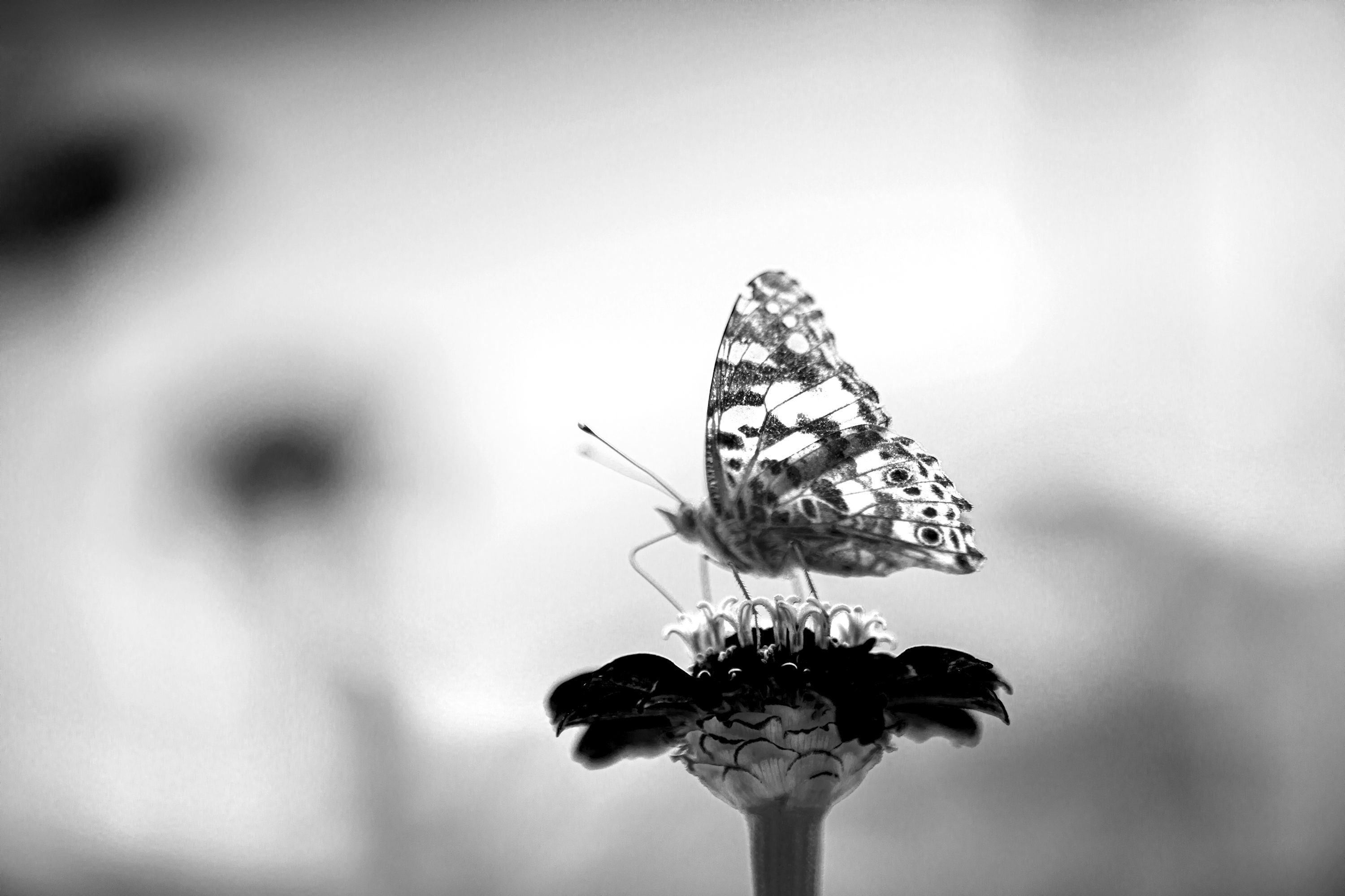 Black And White Butterfly Picture