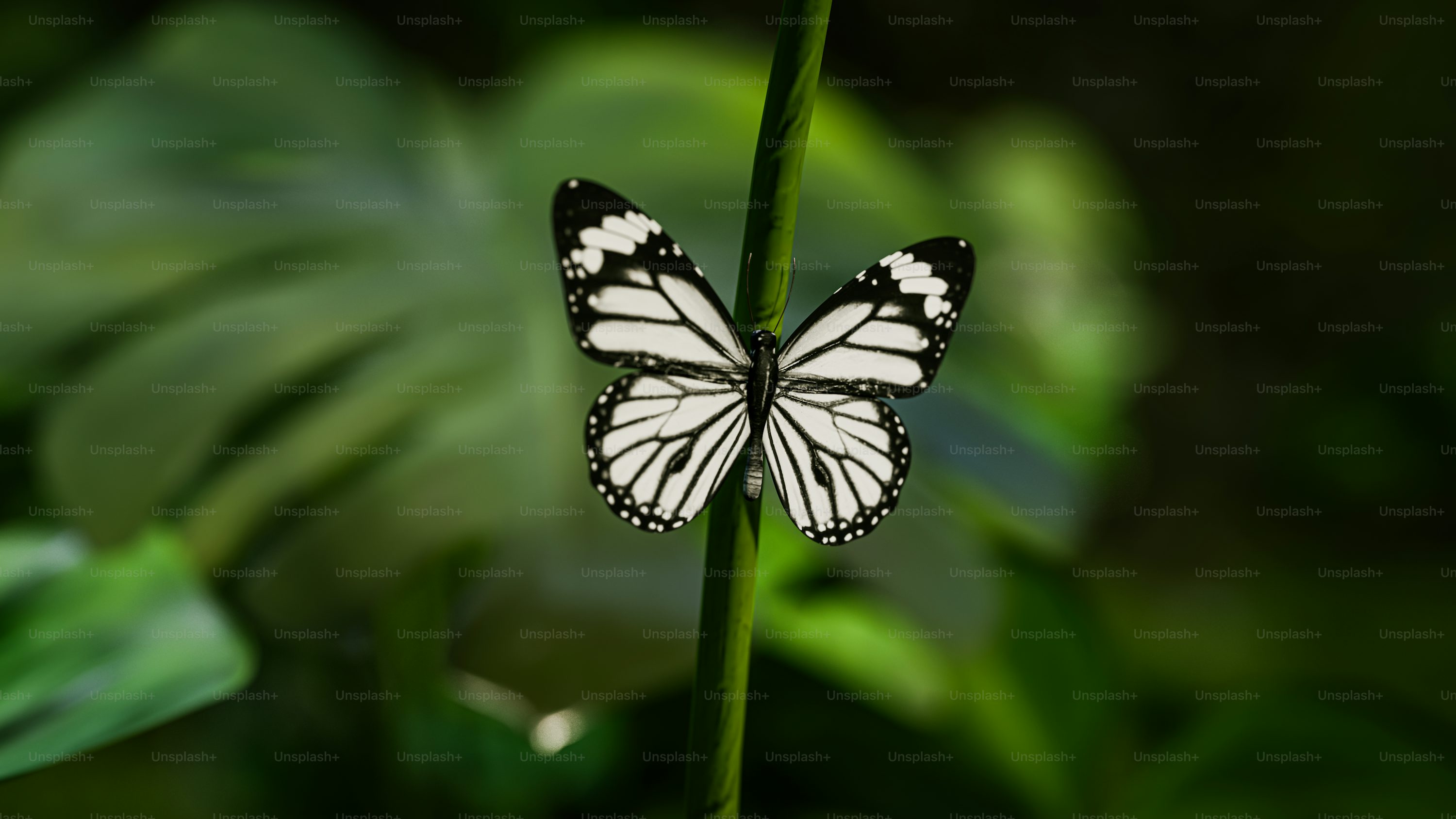 Black And White Butterfly Picture