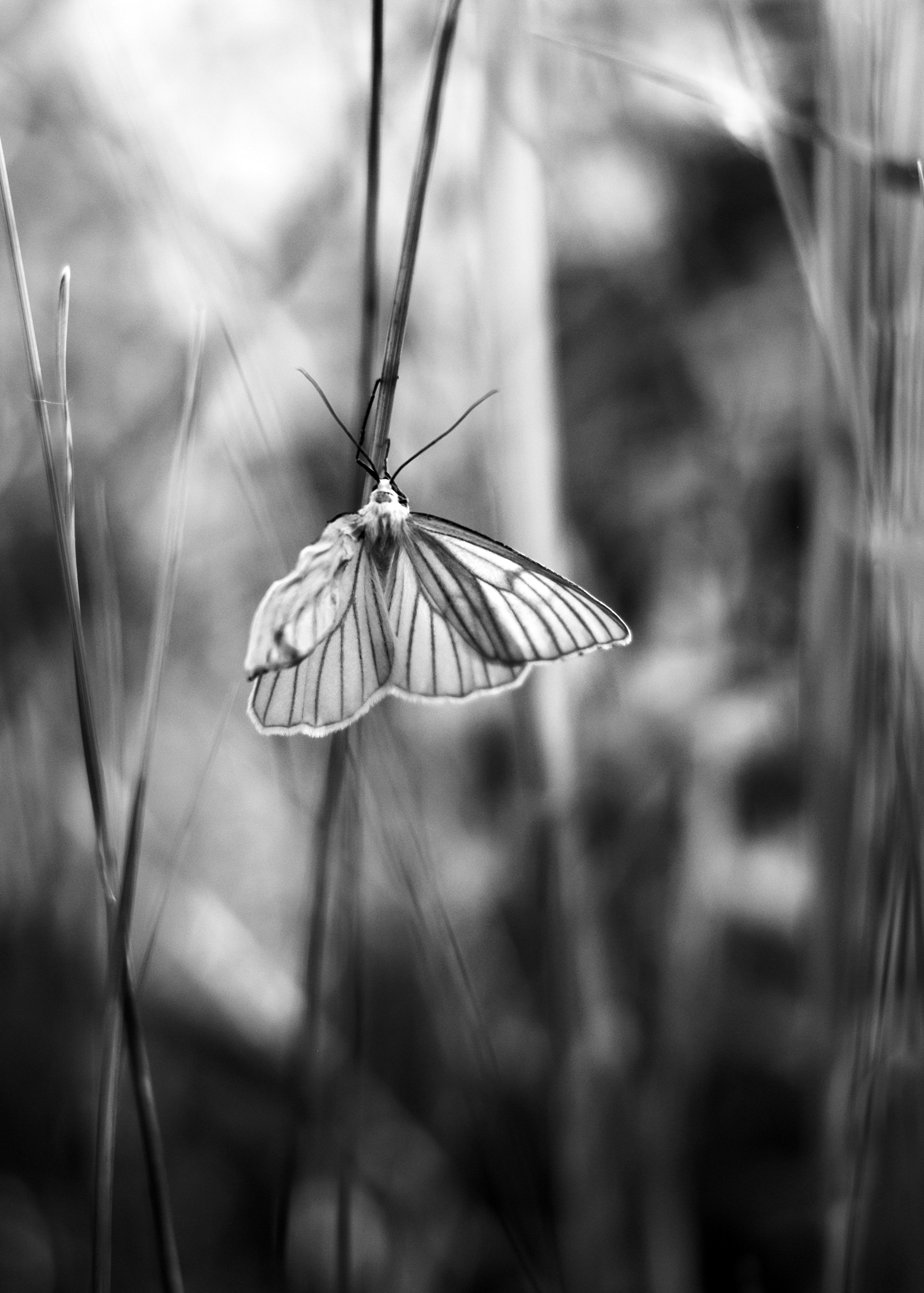 Black And White Butterfly Picture