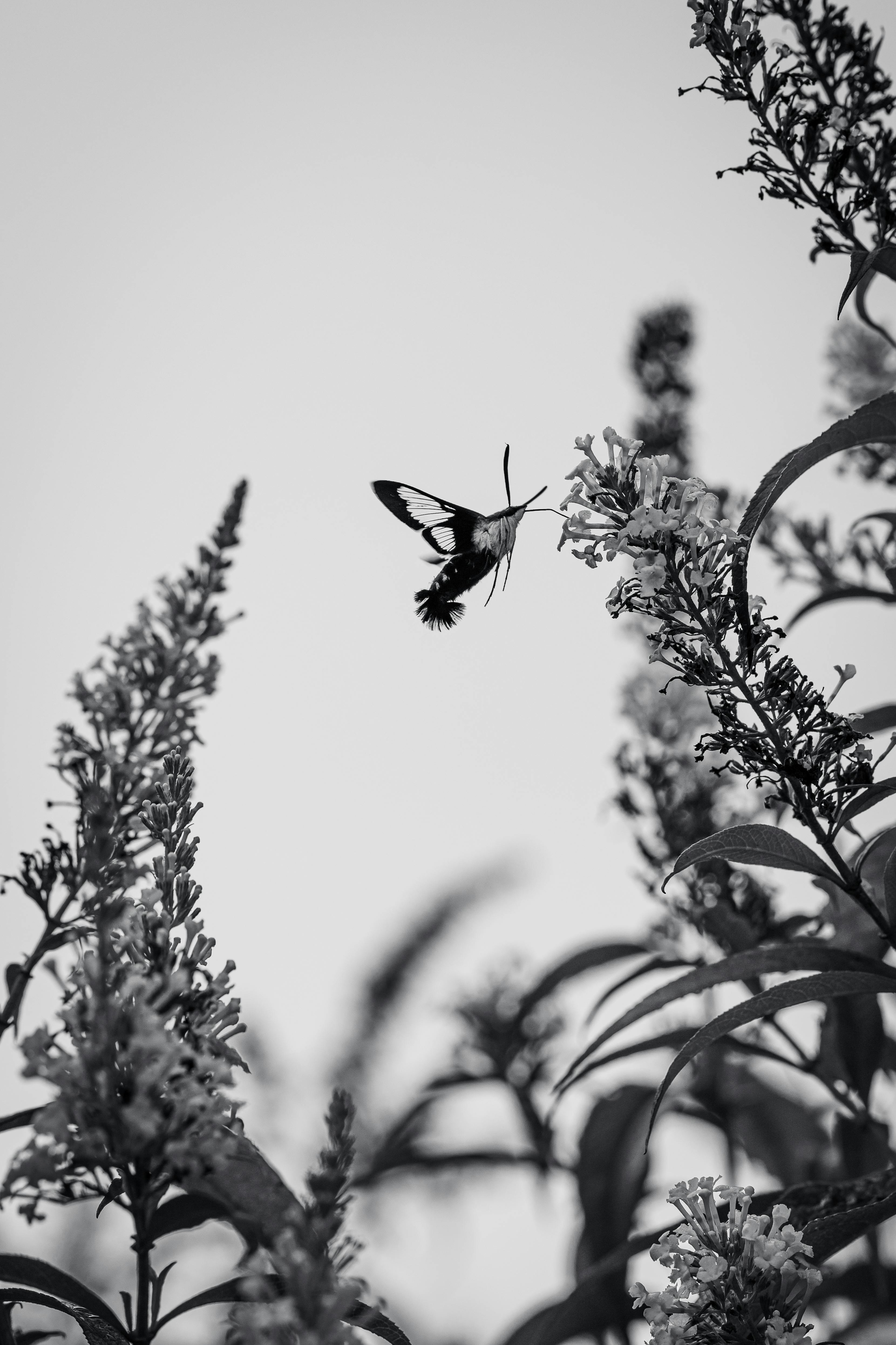Butterflies · Free