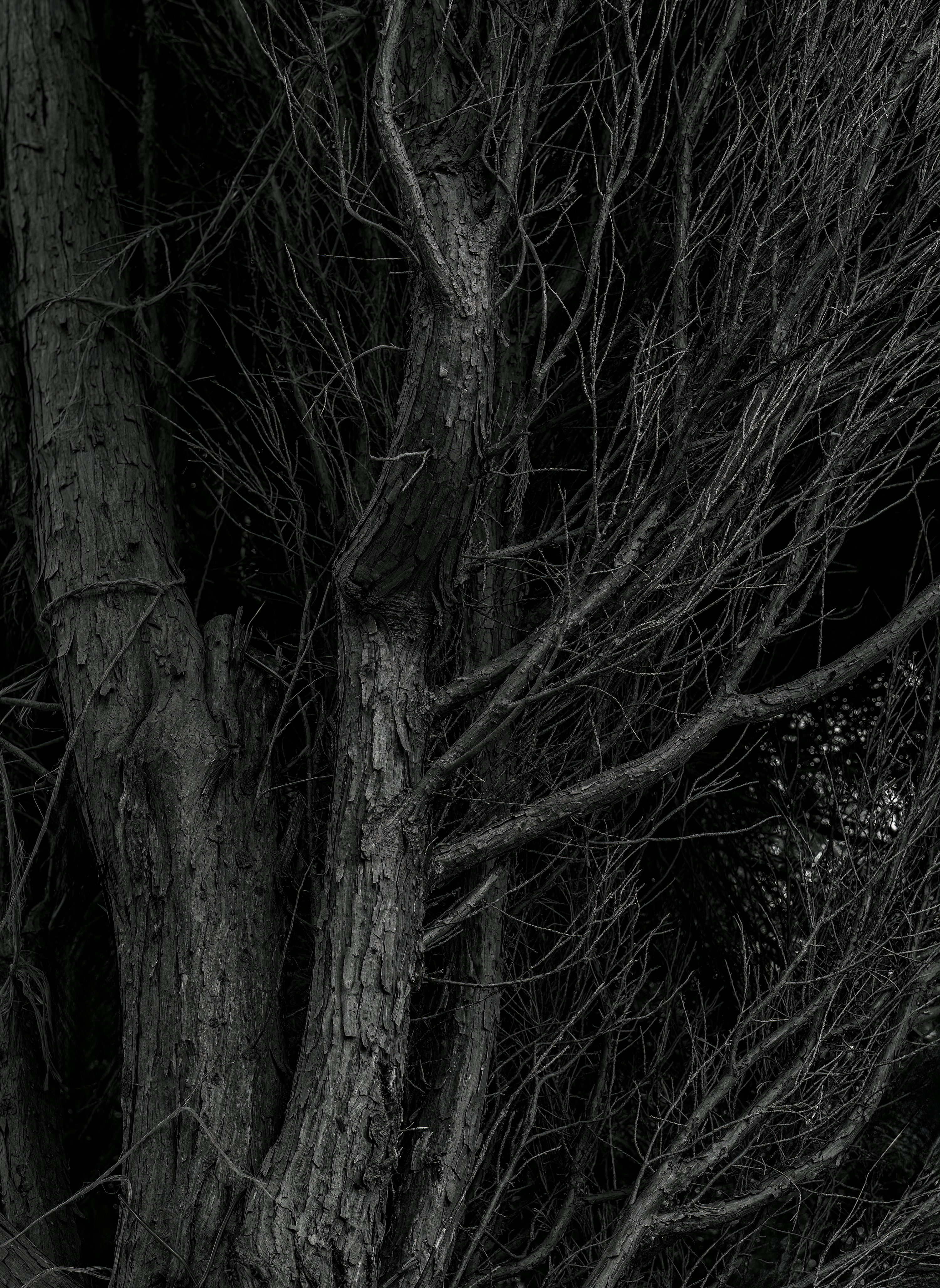 Nature Dark Picture. Download