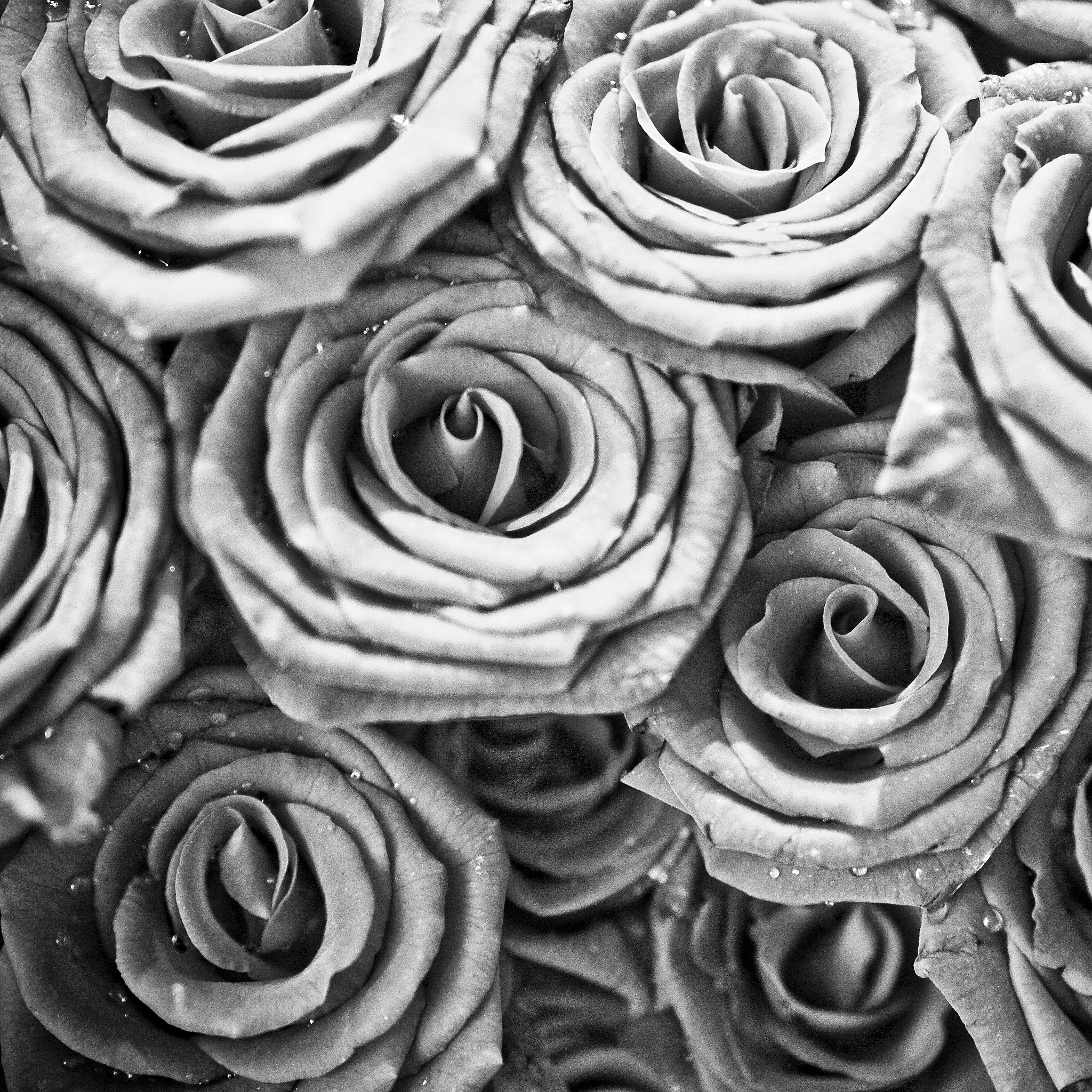 Black & White Roses iPad wallpaper
