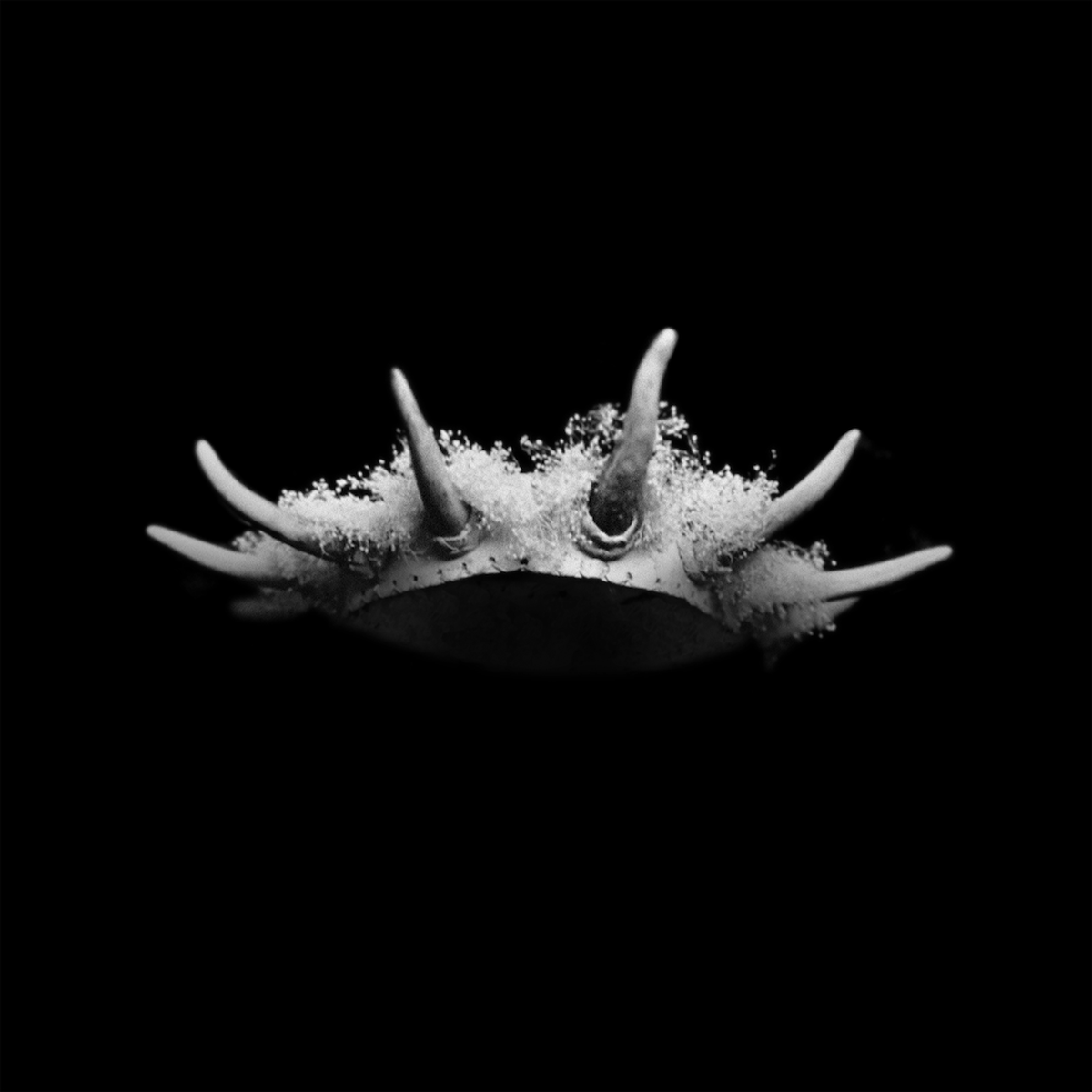 The Plot In You Certified Gold in the U