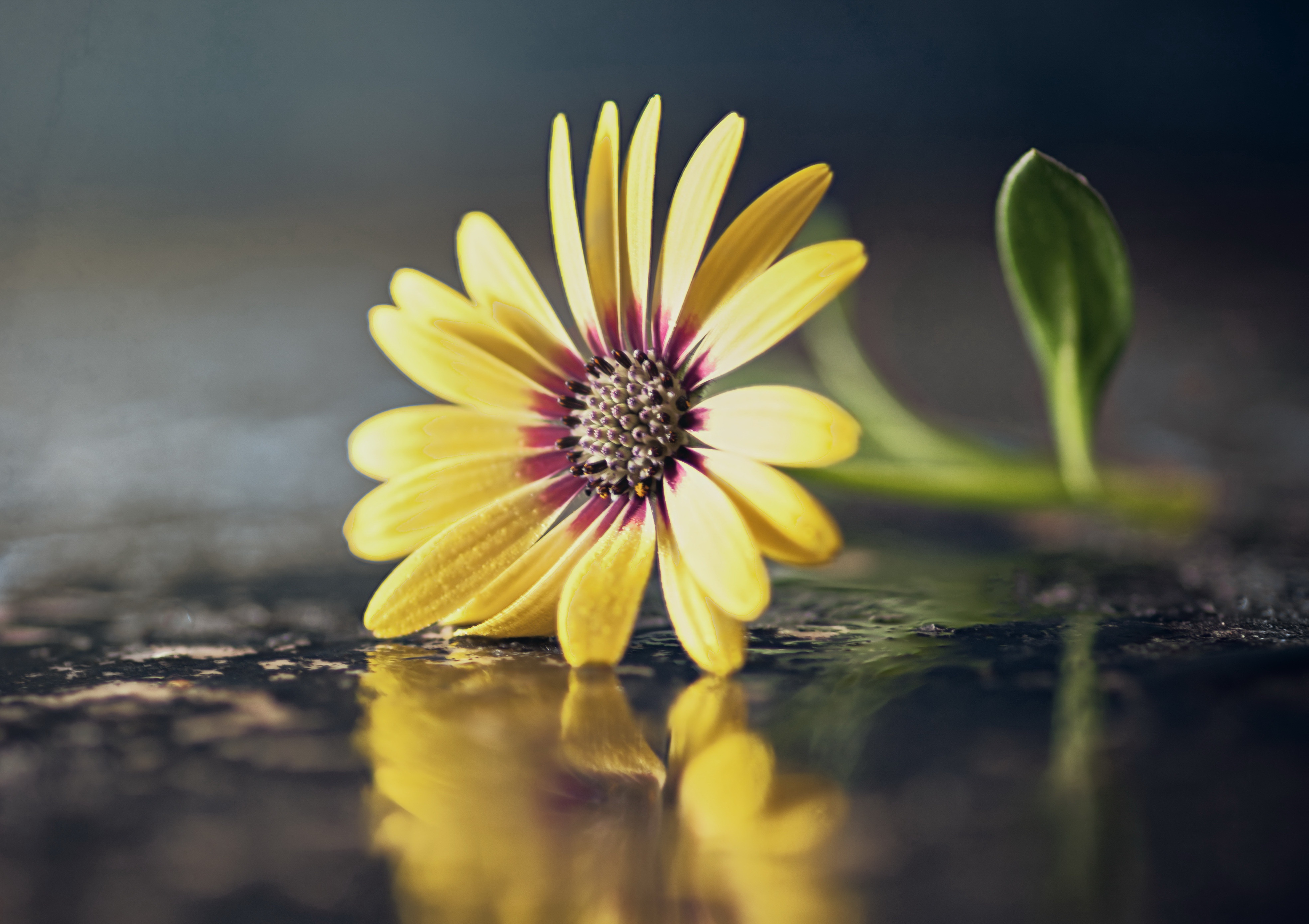 Wallpaper flower, macro, background