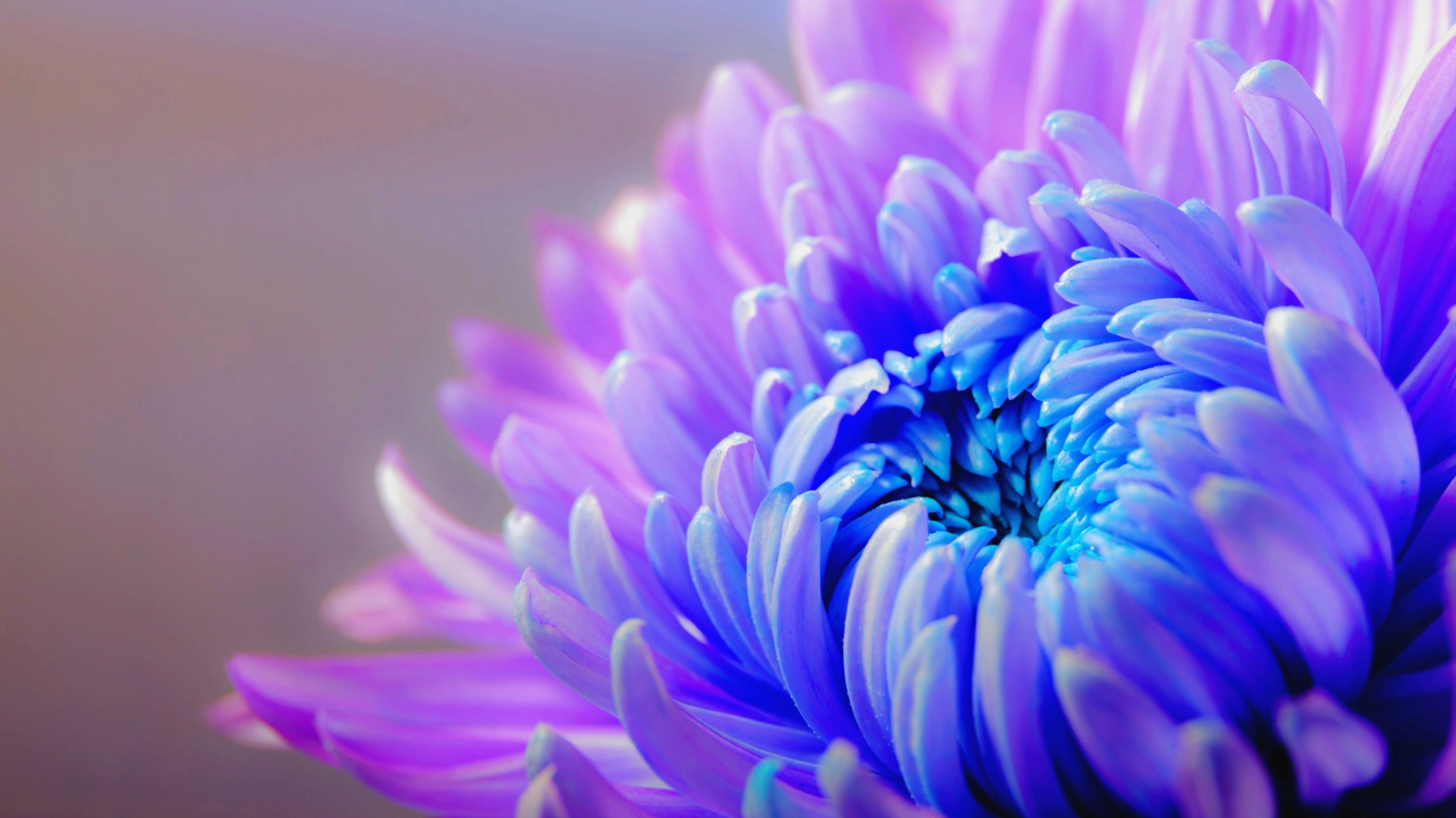 Purple Flower Wallpaper 4K