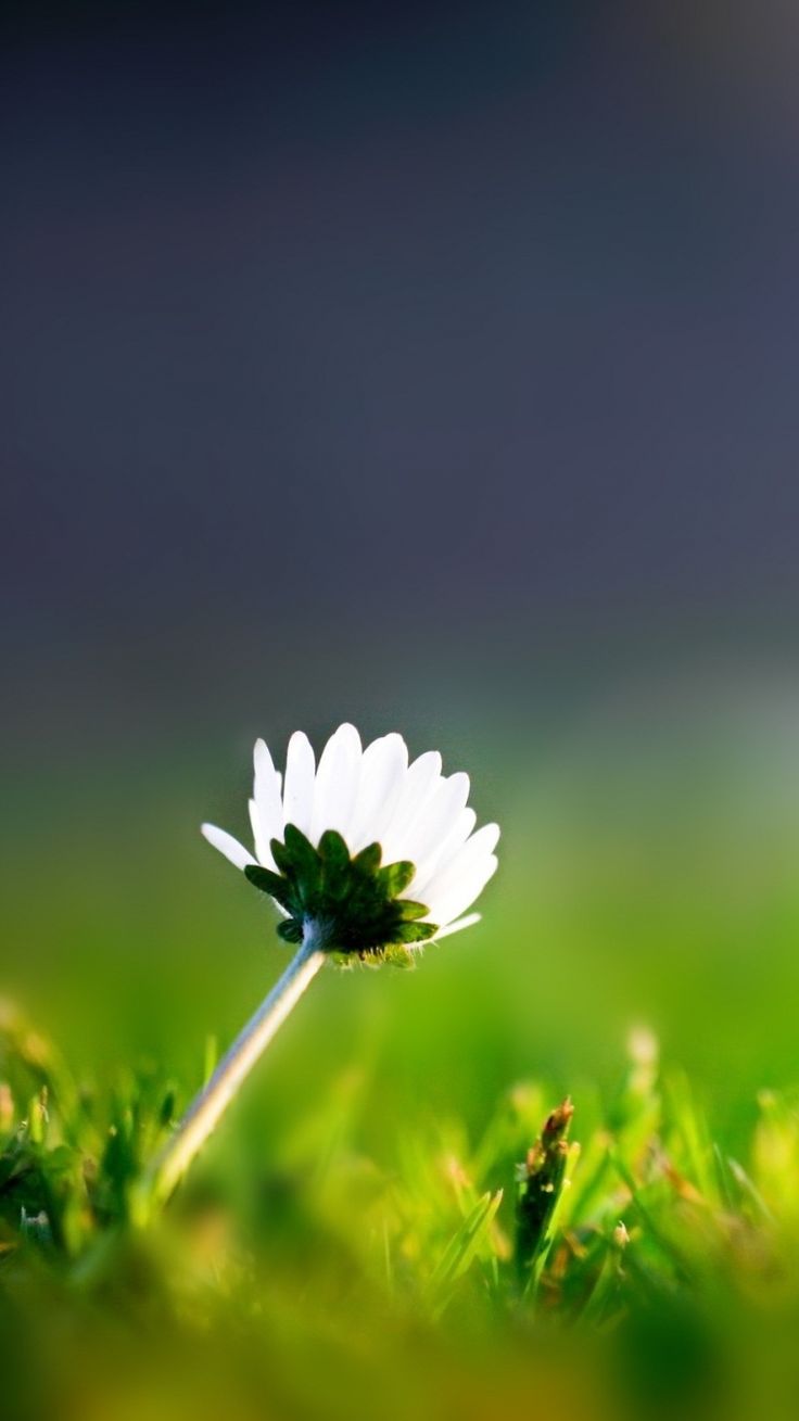 Macro Flowers & Nature Wallpaper