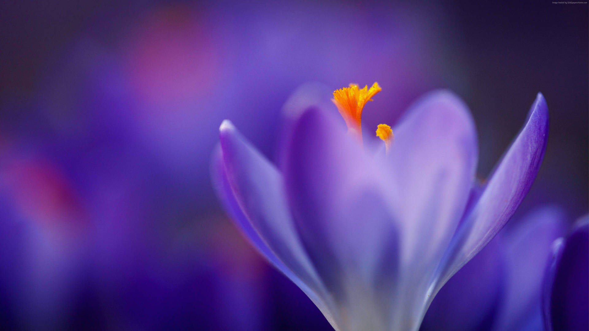 Blurry Purple Petals Wallpaper