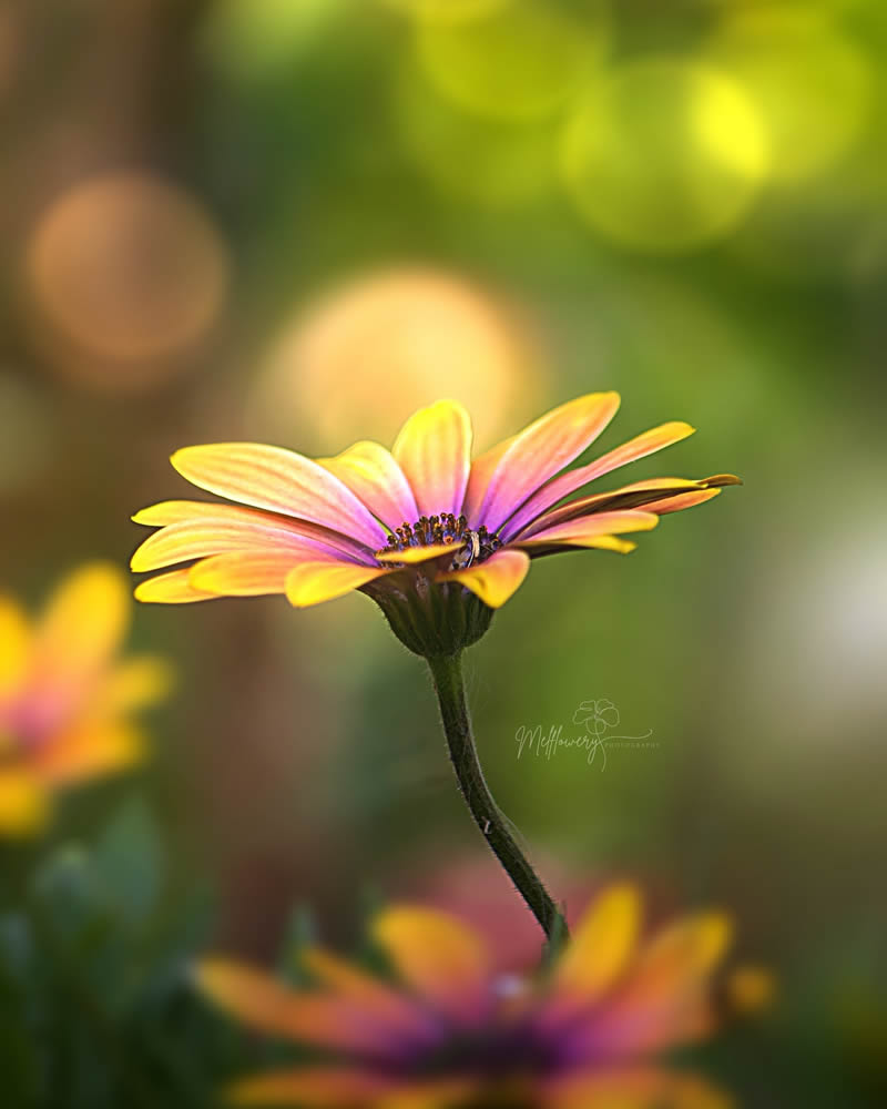 Enchanting Macro Photo Of Flowers