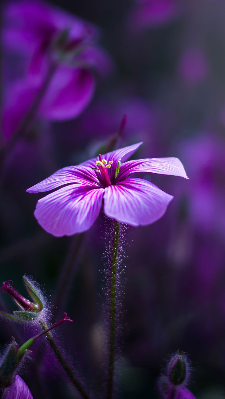 Purple Flowers Macro 4k