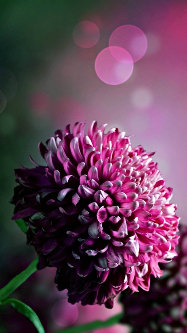 Hydrangea Chrysanthemum Flower Macro