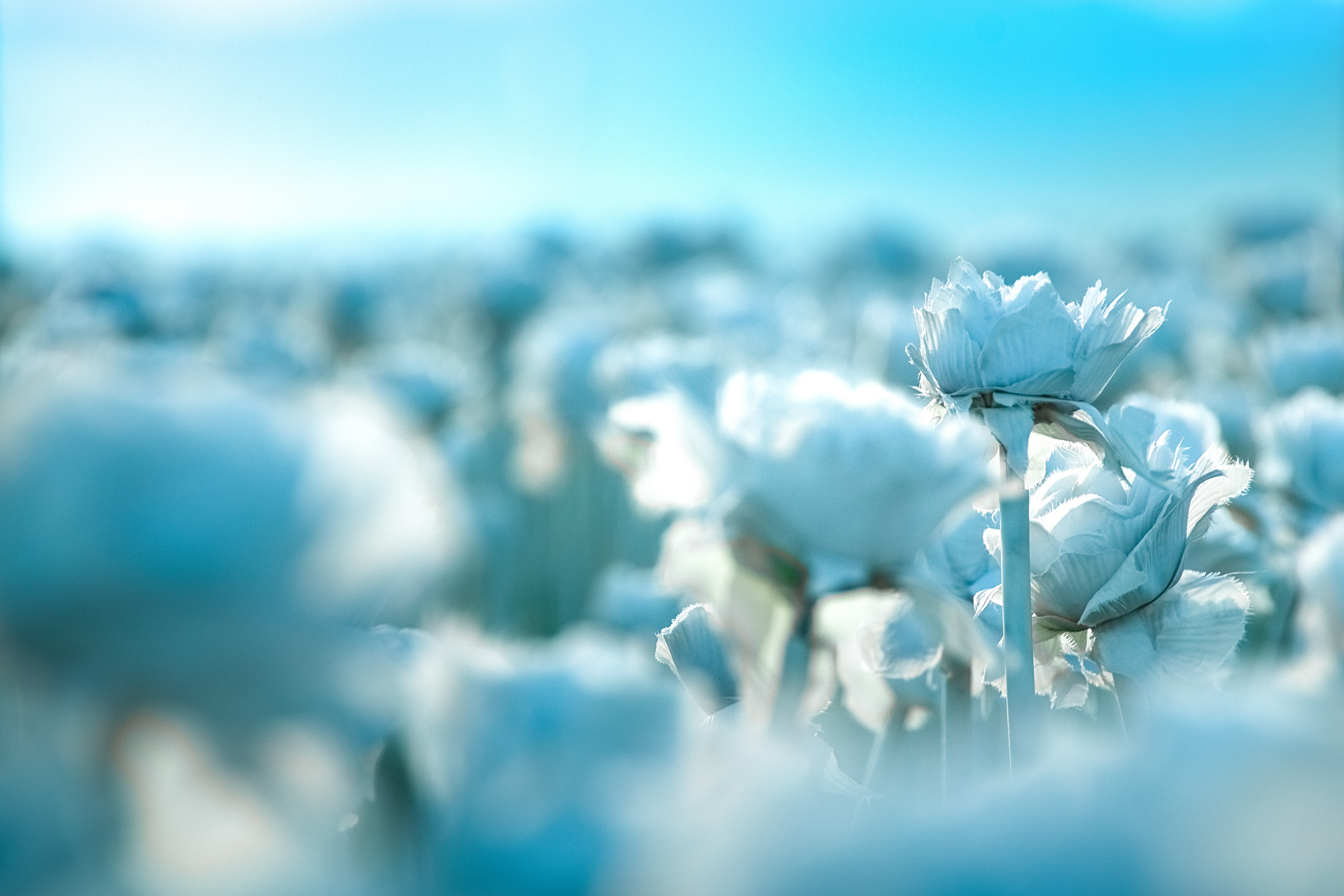 blue, sky, flower, close up, petal, ice