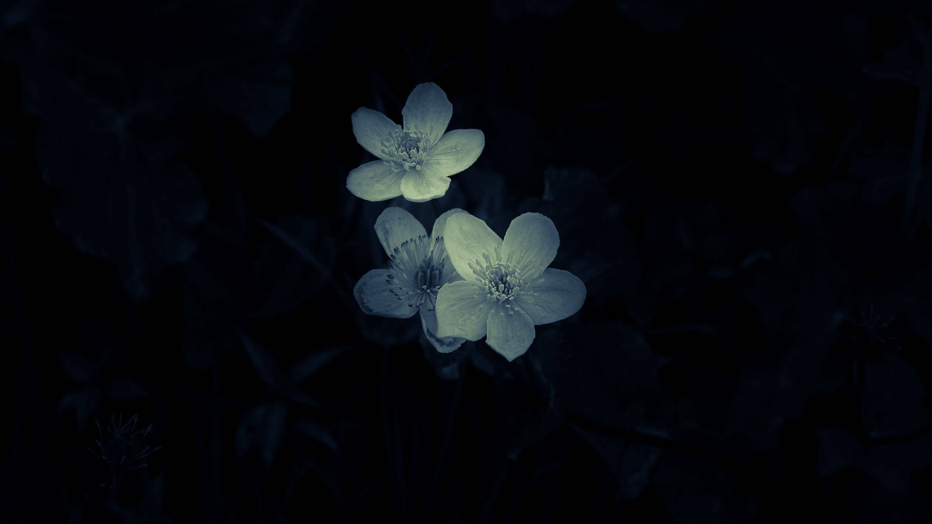Download Minimalistic Macro Flower