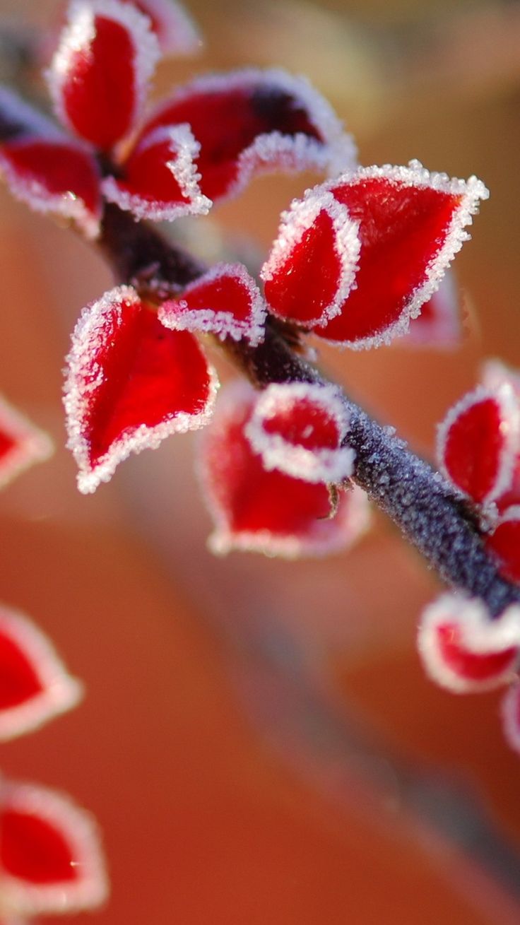 Macro Flowers & Nature Wallpaper