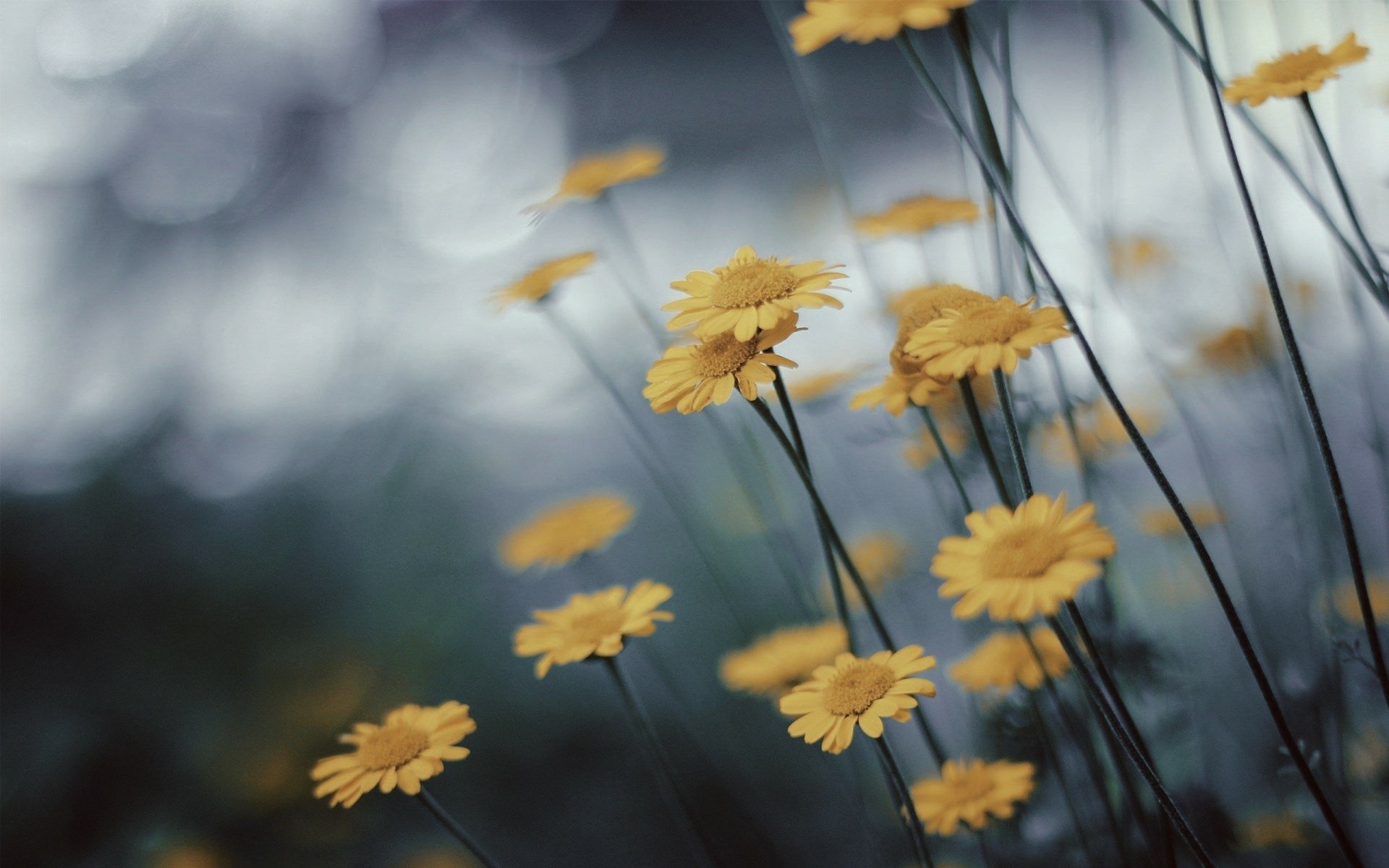 Download Yellow Flower Blur Flower