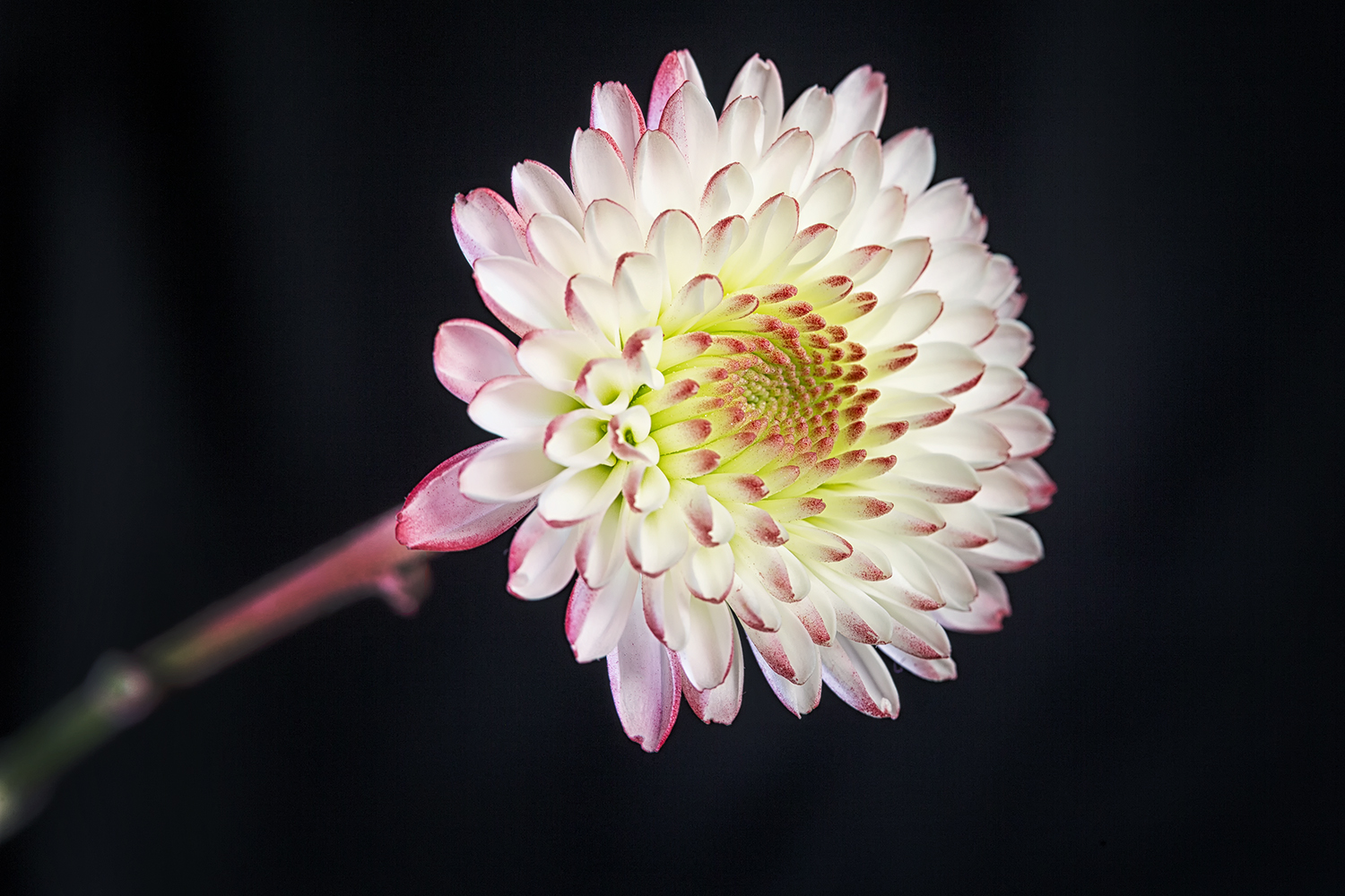 Using LEDs for Macro Flower Photography