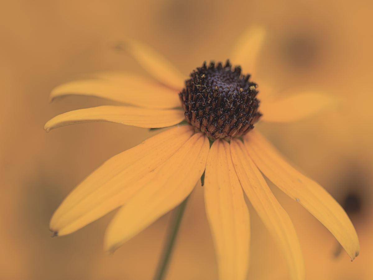 Creative Flower Photography