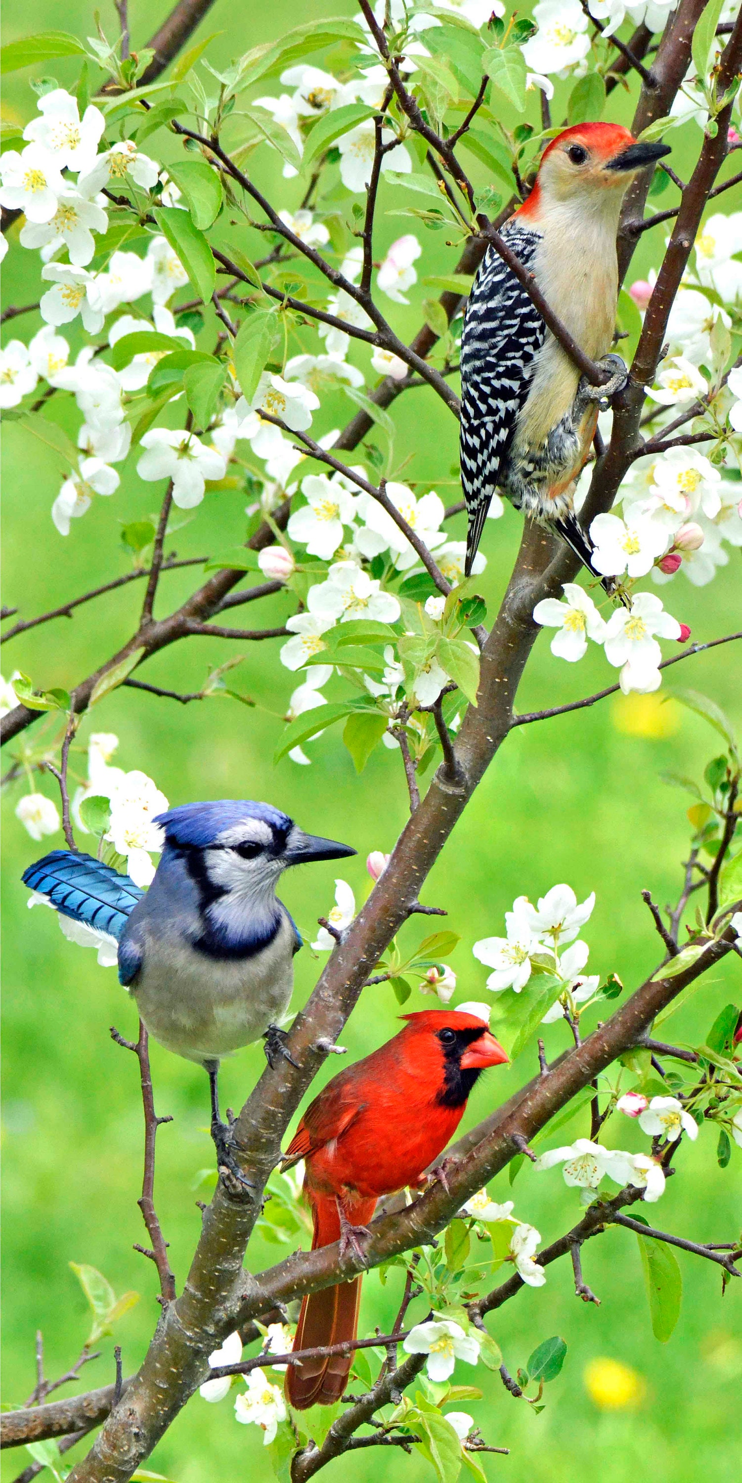 Red Bellied Woodpecker, Photography