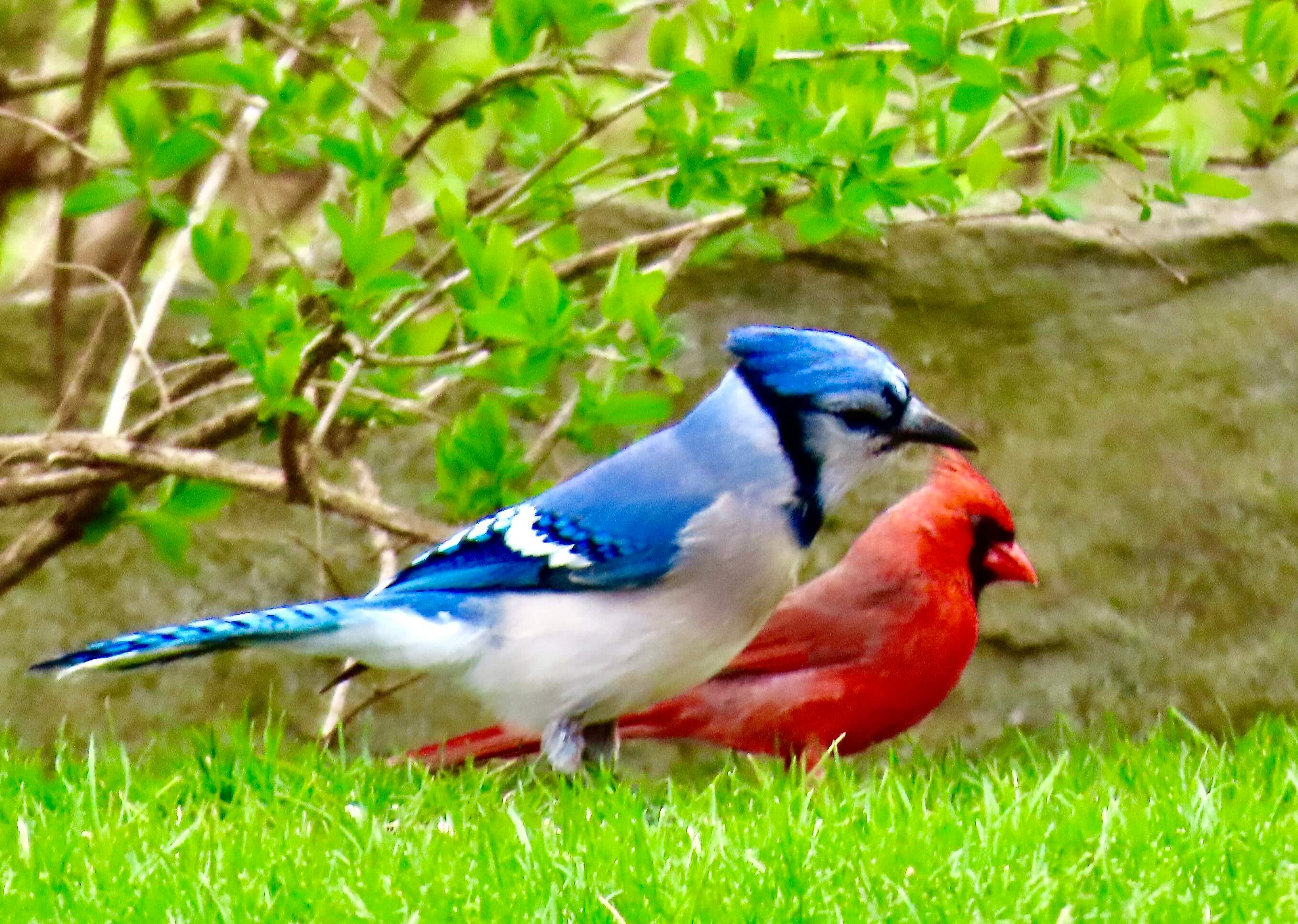 Close Up and Far Away