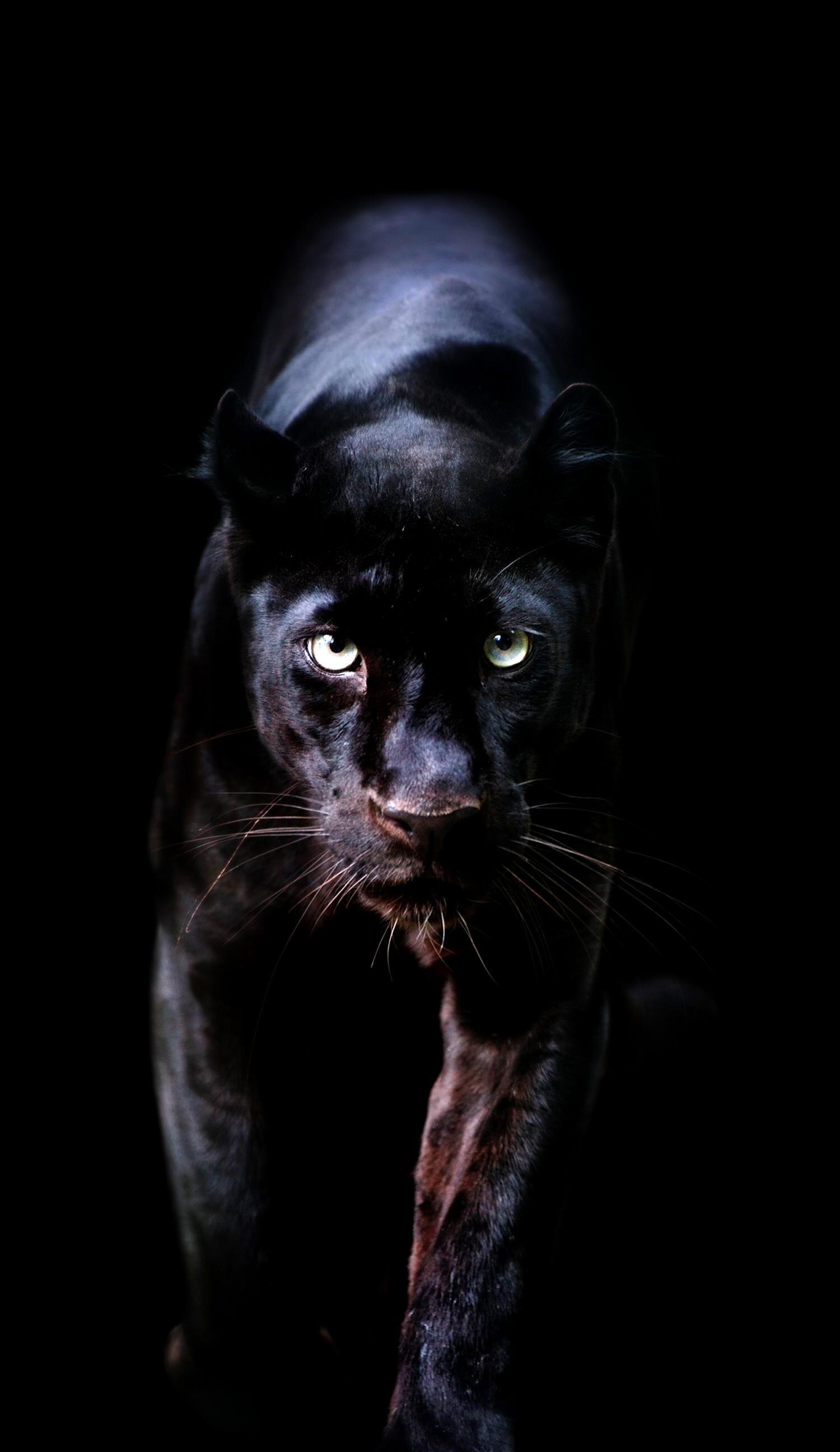 Black Panther (Animal) Wallpaper