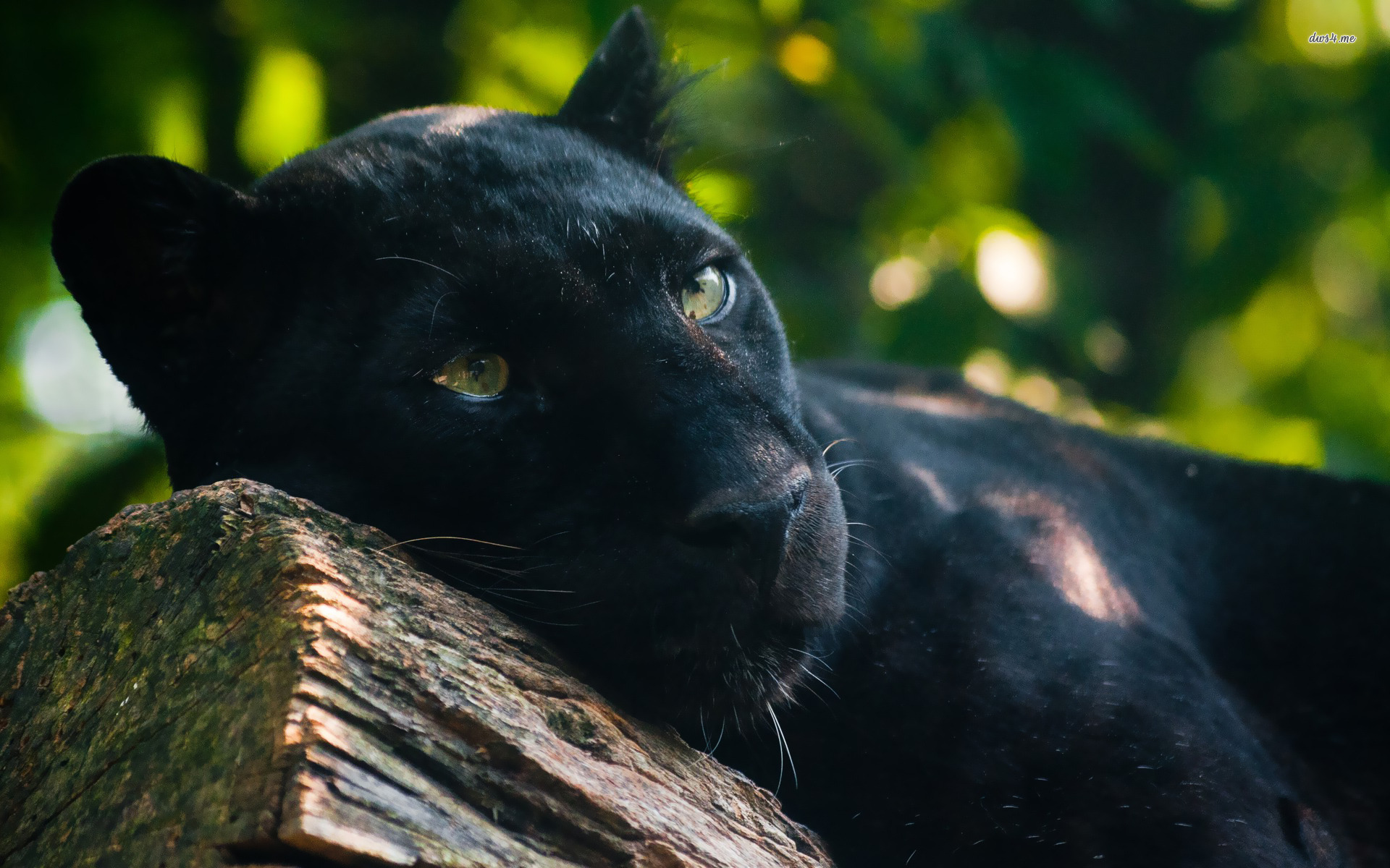 Majestic Black Panther HD