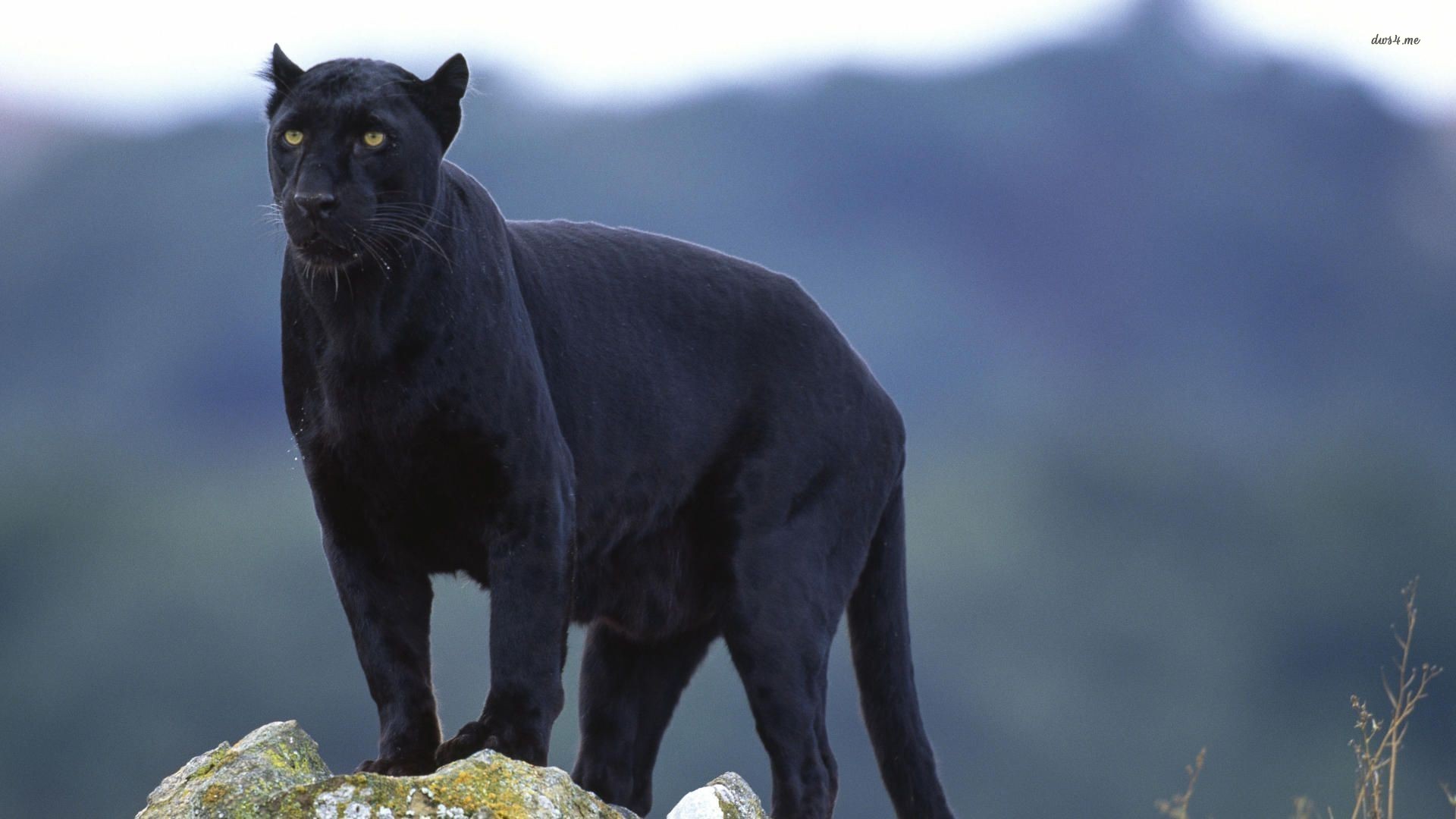 HD Wallpaper of a Majestic Black Panther