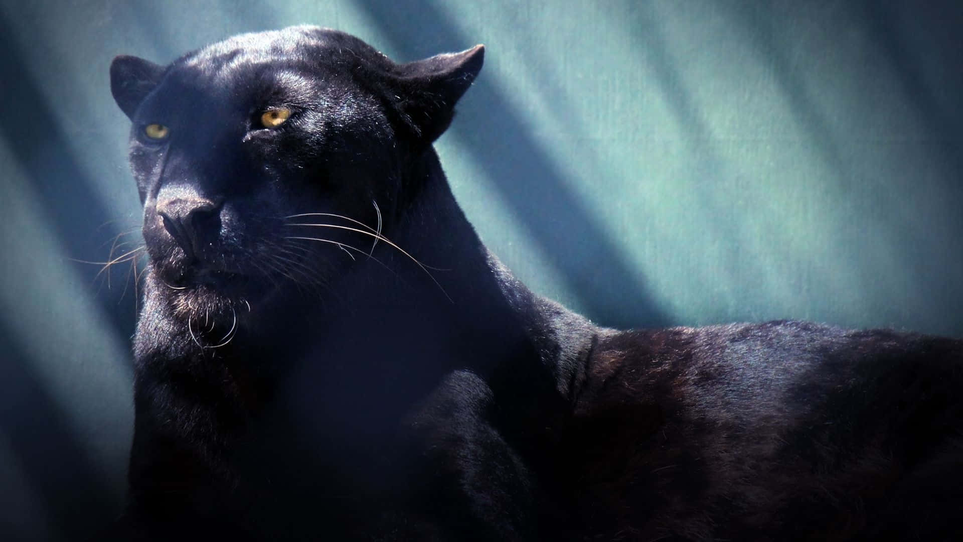 Majestic Panther Stalking Through