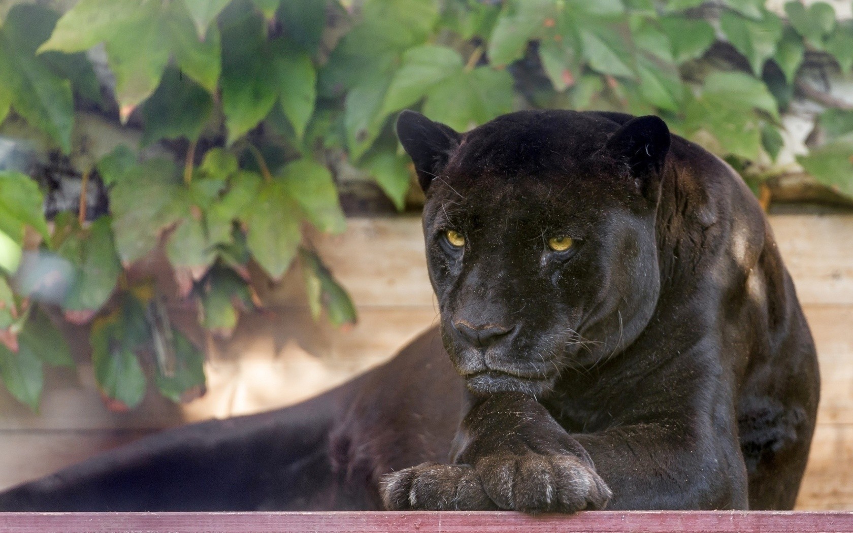 animals, Black Panther