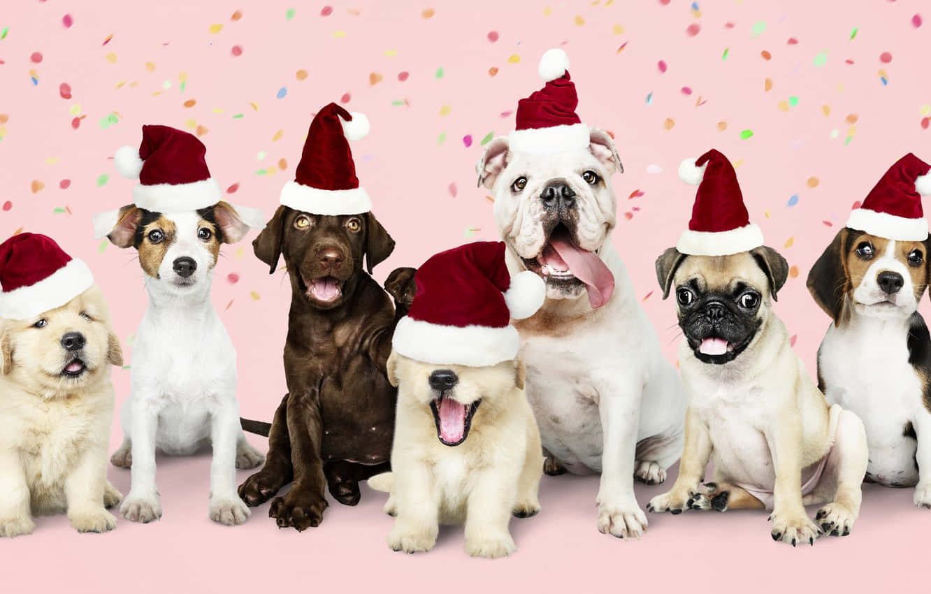 Christmas Dog Wallpaper