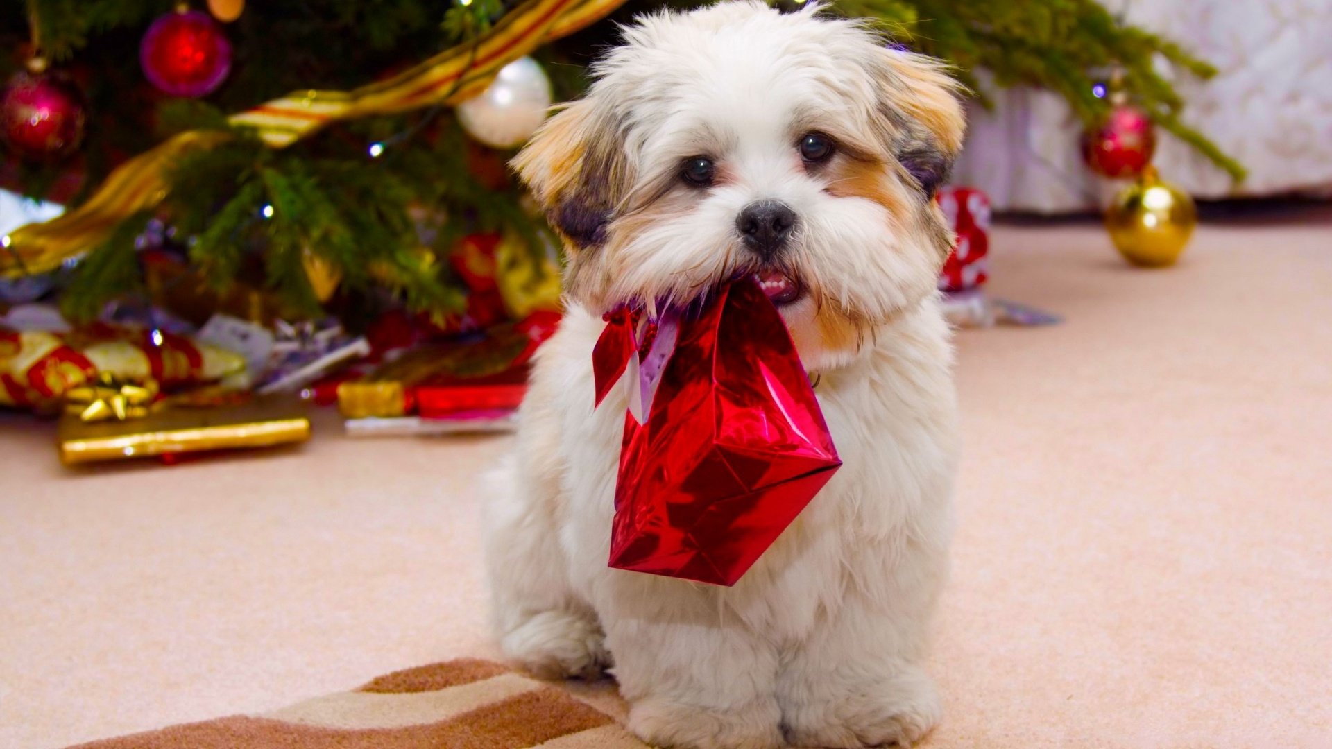 Download Christmas Ornaments Puppy Dog