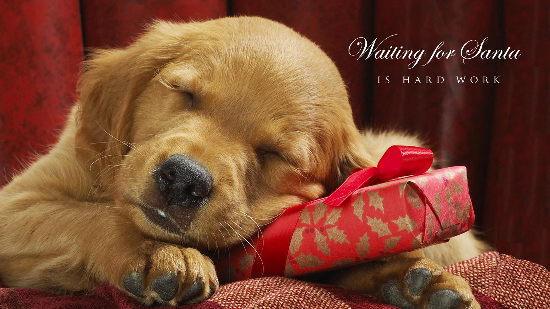 Adorable Holiday Pup HD Wallpaper