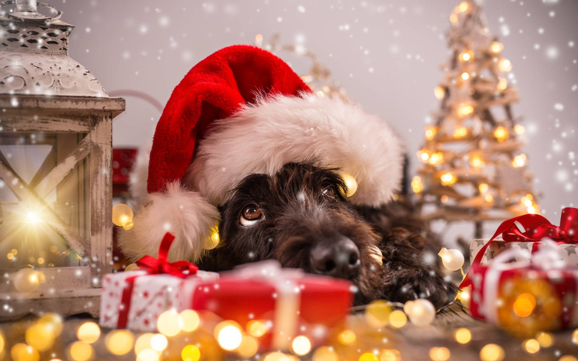 Cute Merry Christmas Fluffy Dog