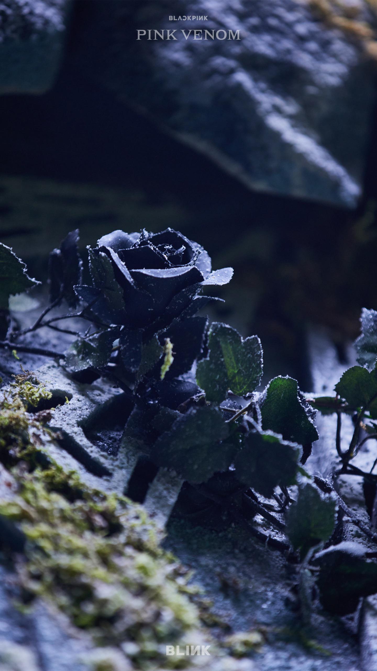 BLACKPINK - 'Pink Venom