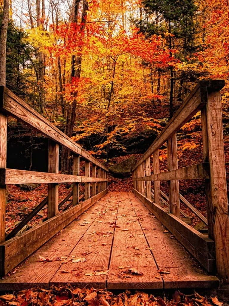 Download Enjoy the vibrant colors of Fall with this iPad Wallpaper