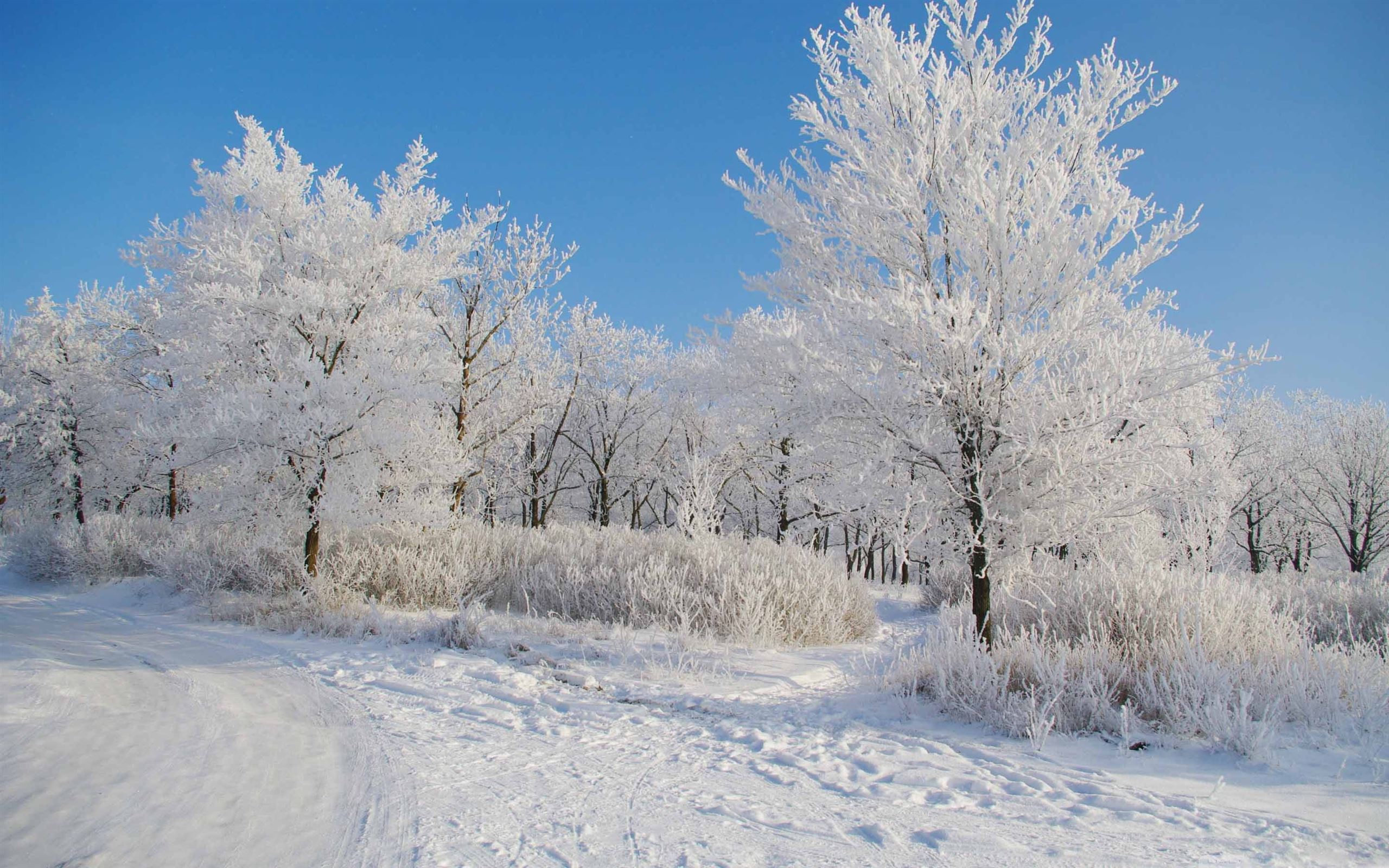Clear Winter Day MacBook Air Wallpaper