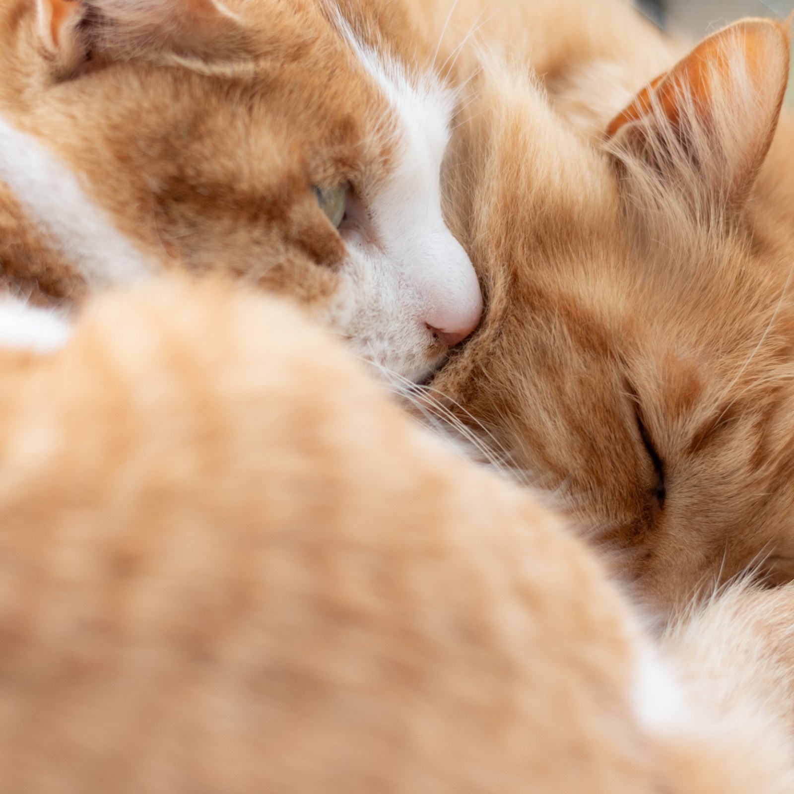 Hearts Melt at Two Cats' Sleepy 'Convos