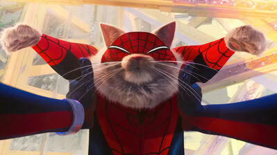 Spider Cat HD 4K Wallpaper PC & Phone