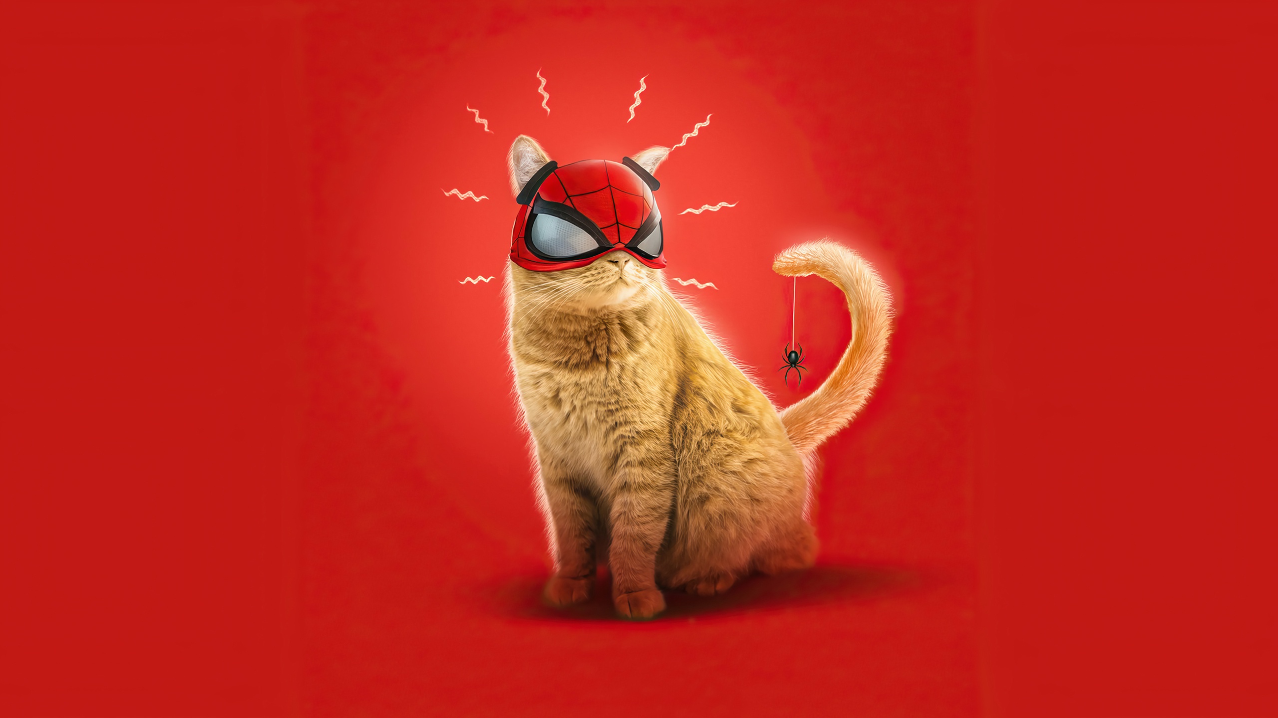 Wallpaper cat, background, spider, mask