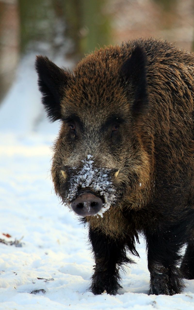 Wallpaper boar snow forest winter tusks