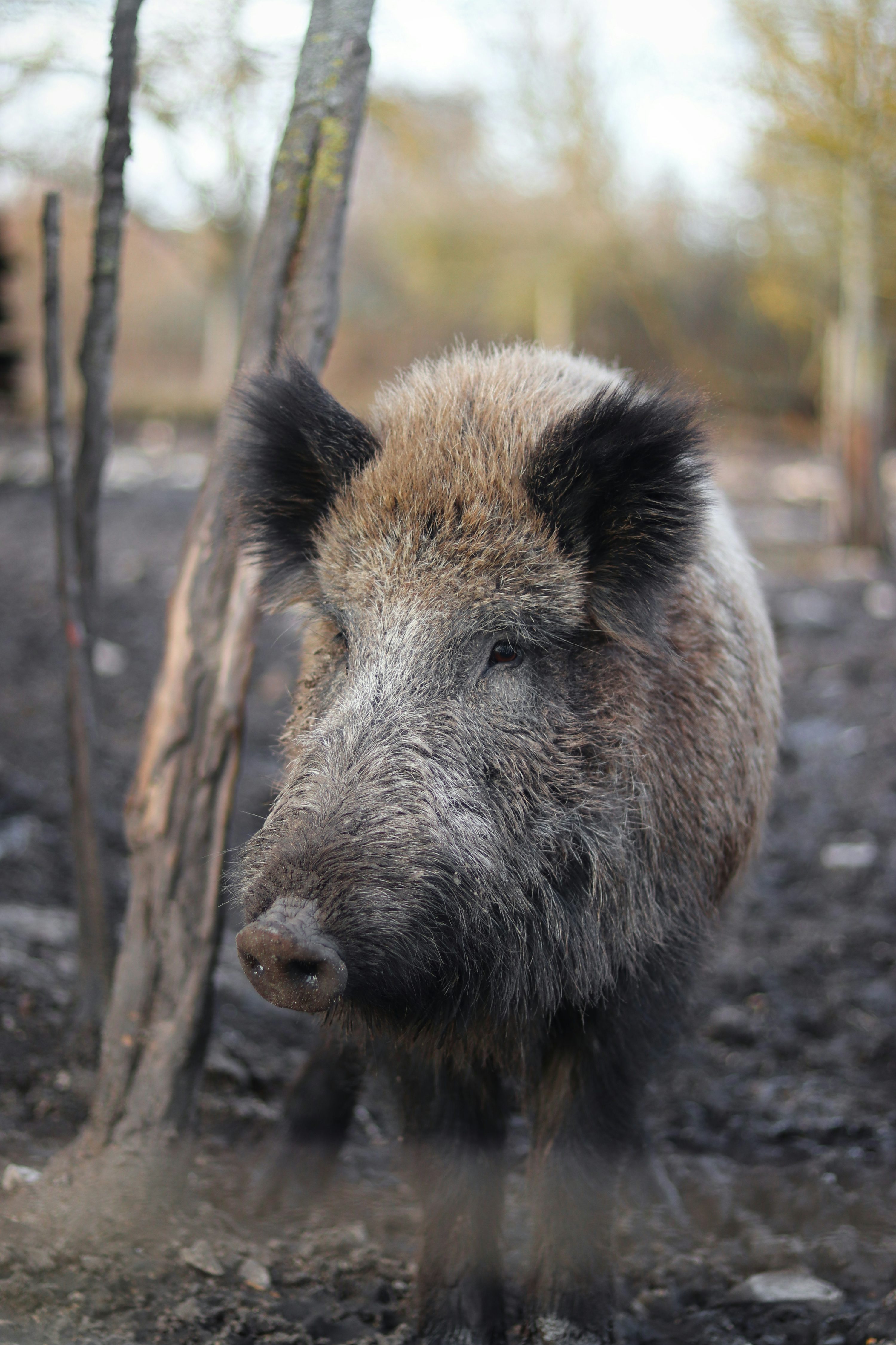 Wild Boar Picture [HQ]. Download Free