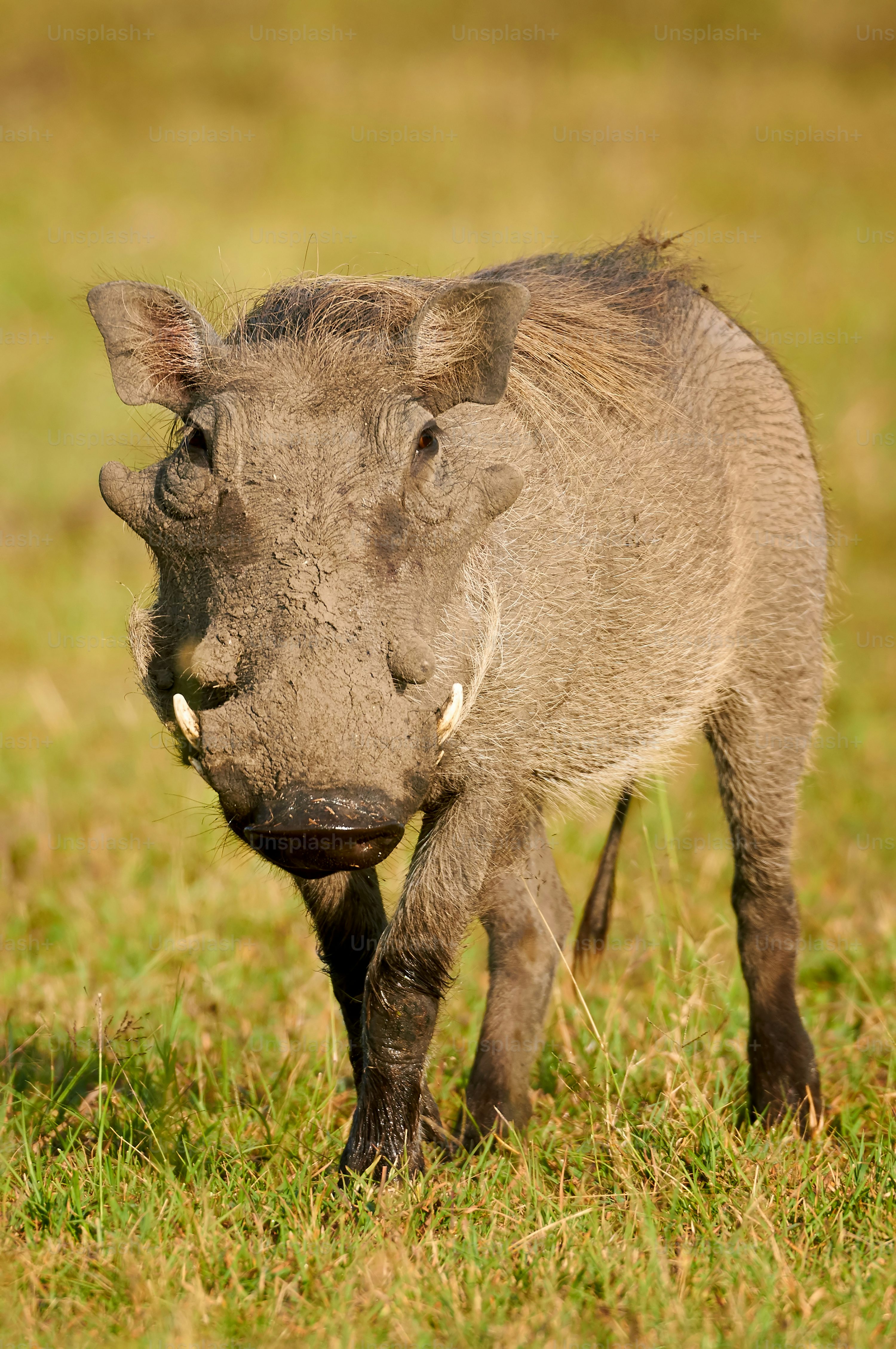 Wild Pig Picture. Download Free