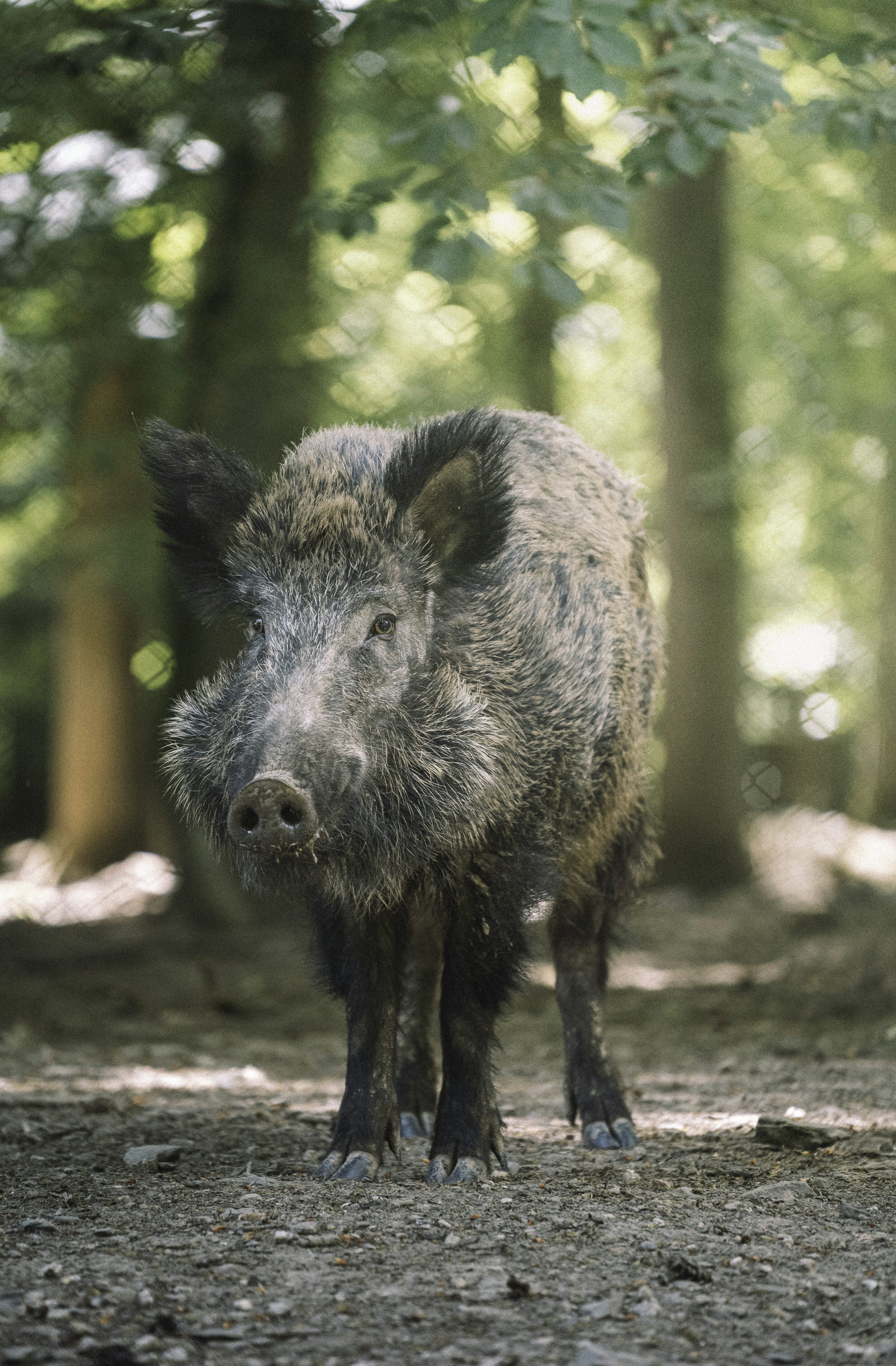 Wild Boar Picture [HQ]. Download Free