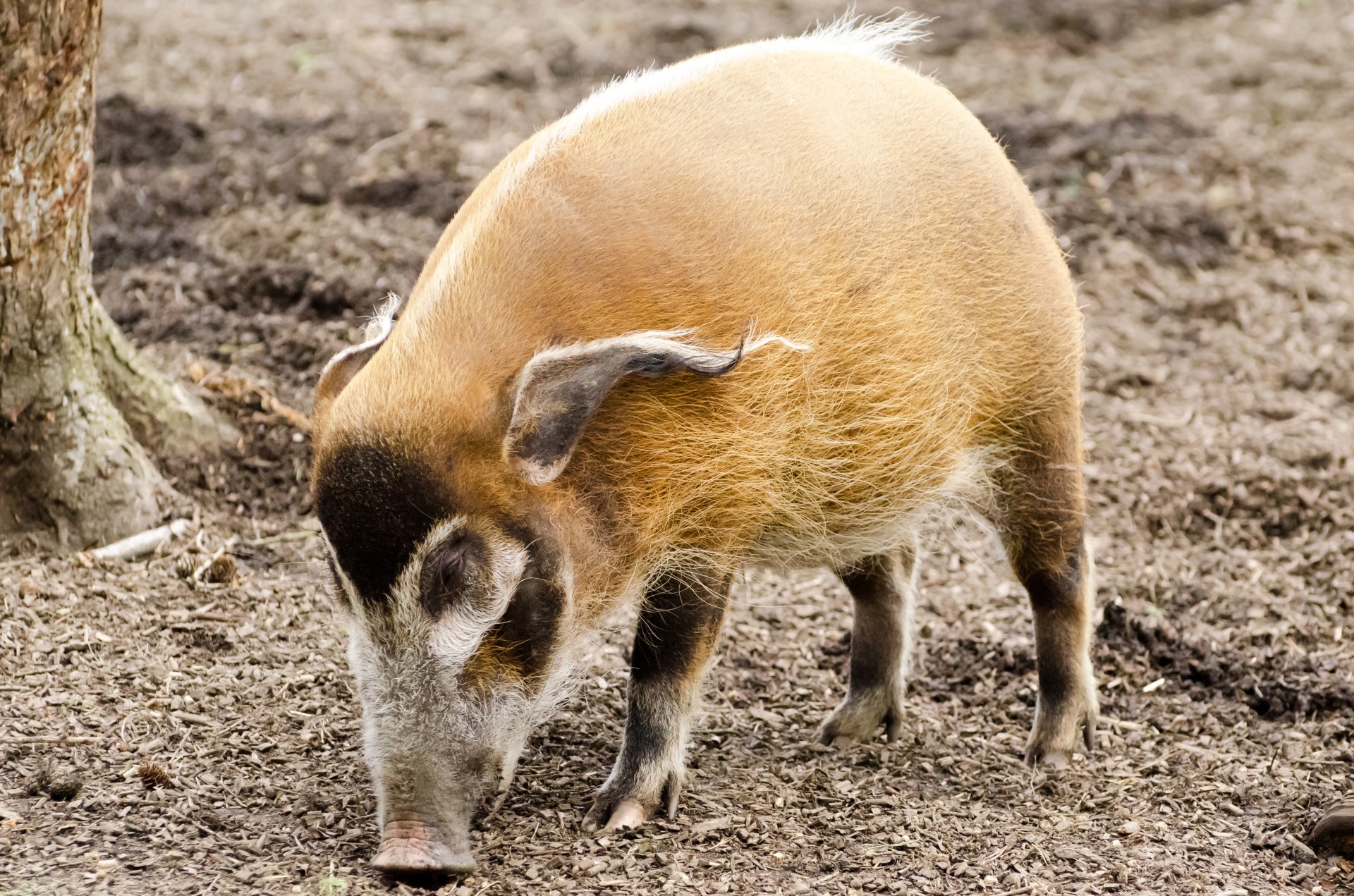 Animal Red River Hog HD Wallpaper
