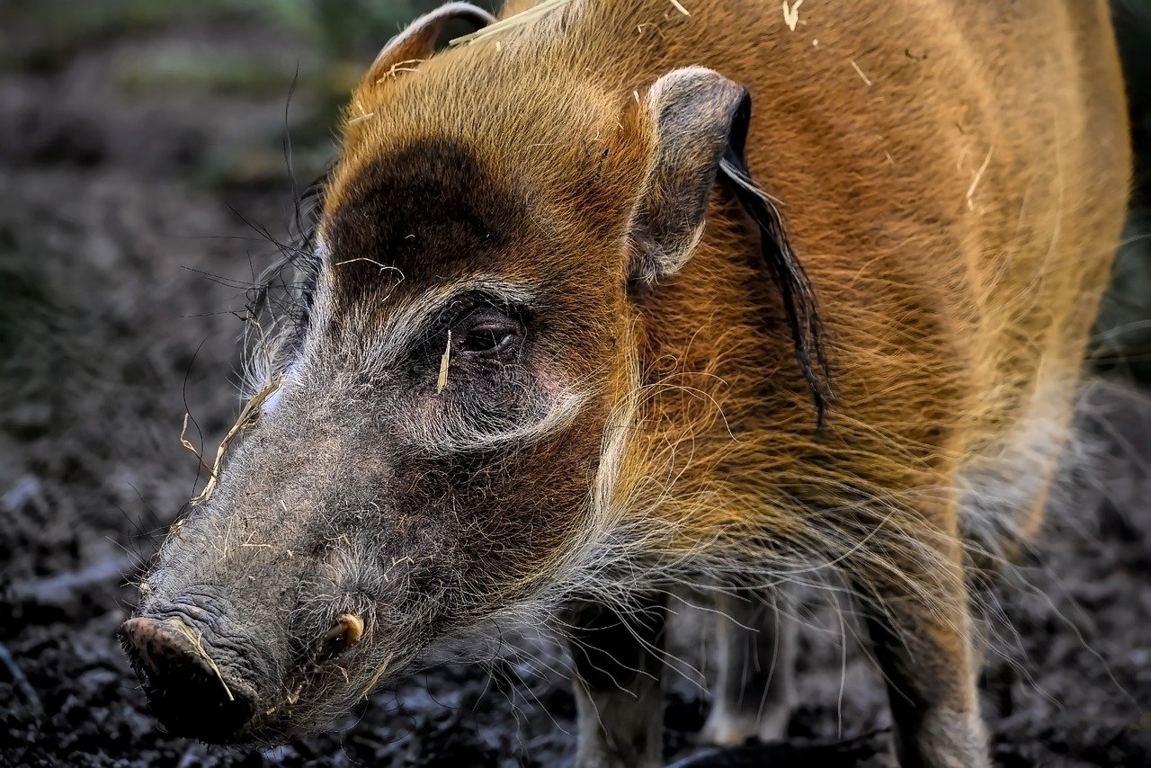 200,Free Water Hog & Hog Image