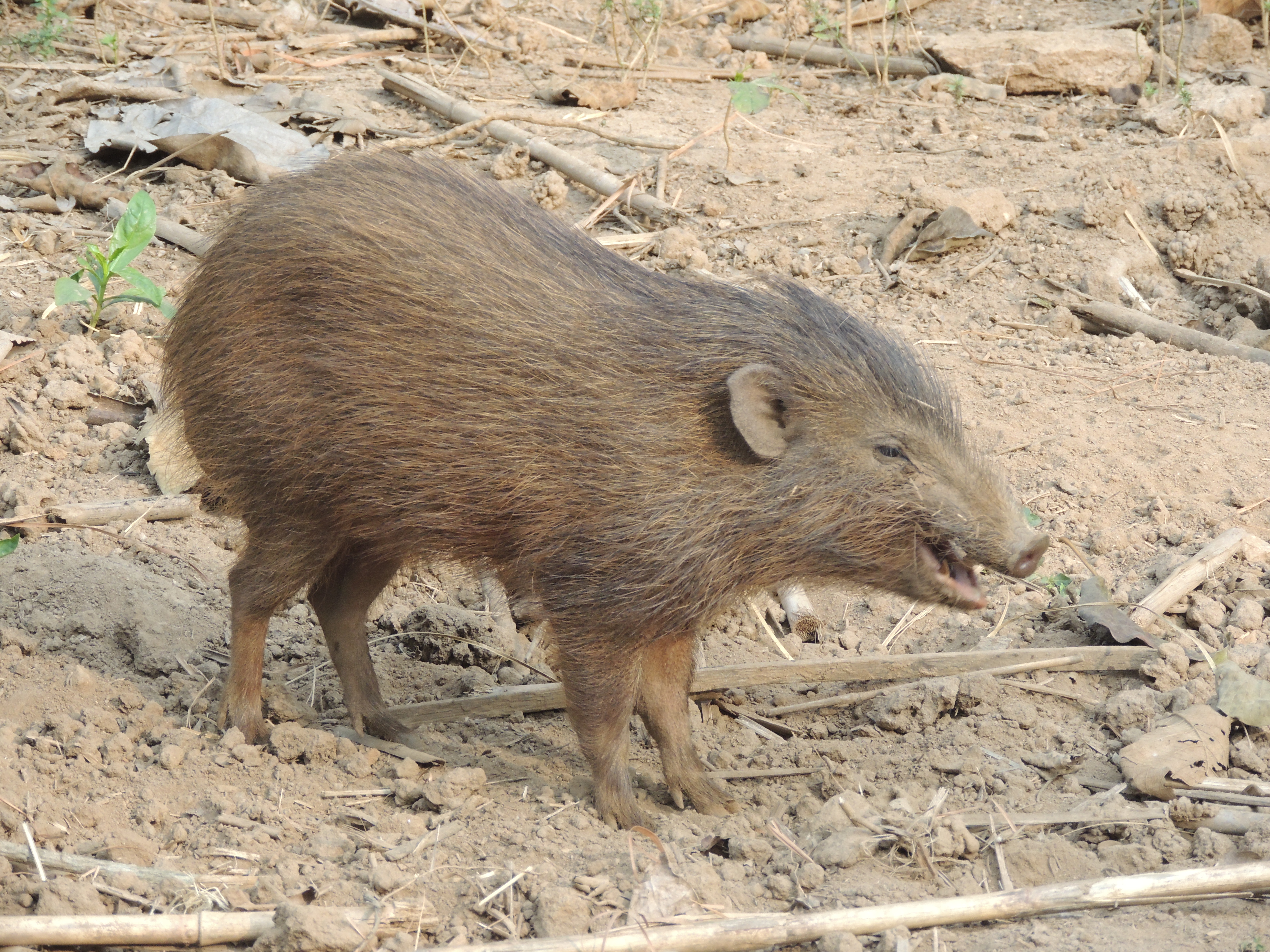 Pygmy hog