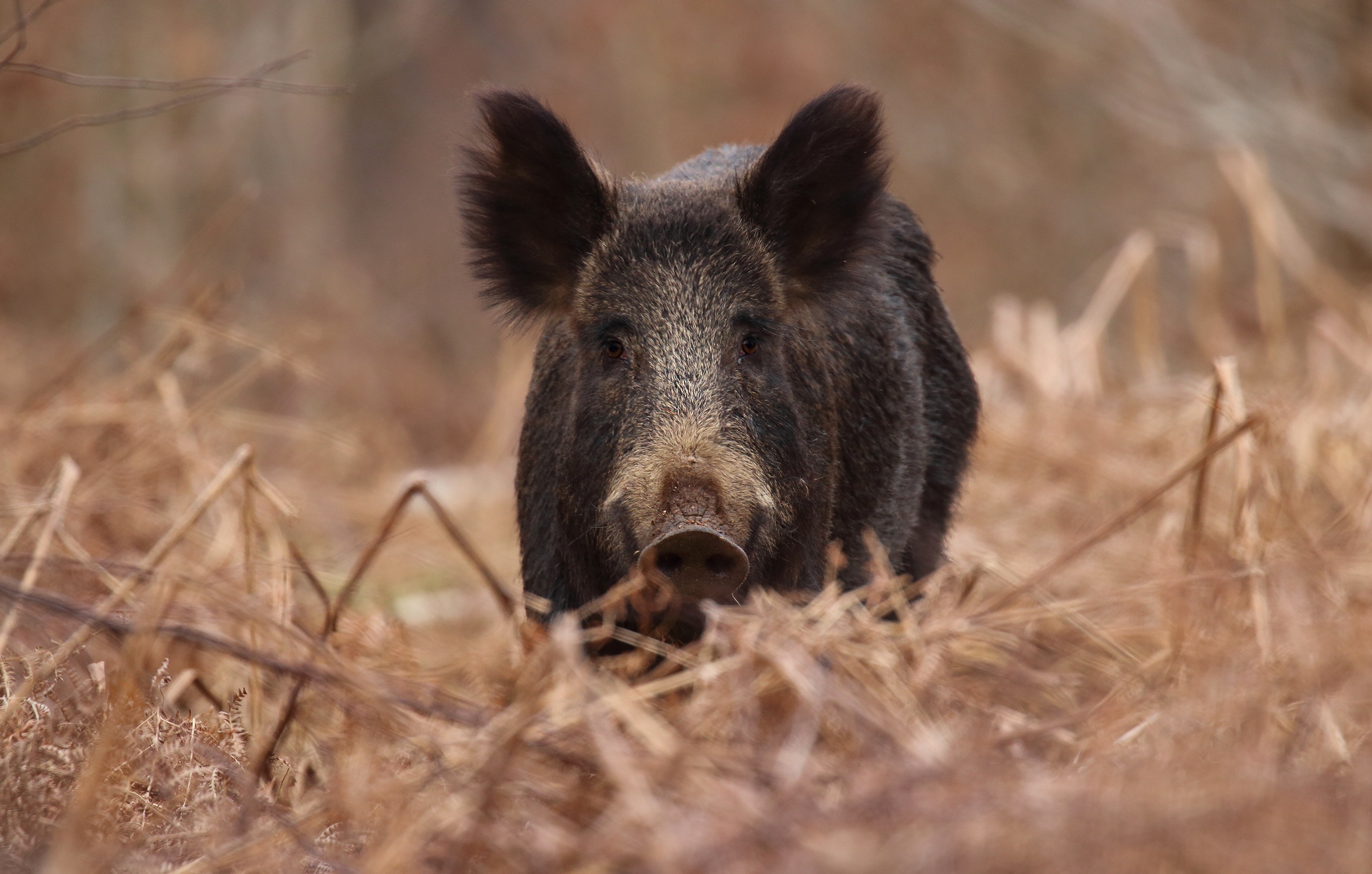 Wild, Hog, Boar, Animals, Forest, 61194