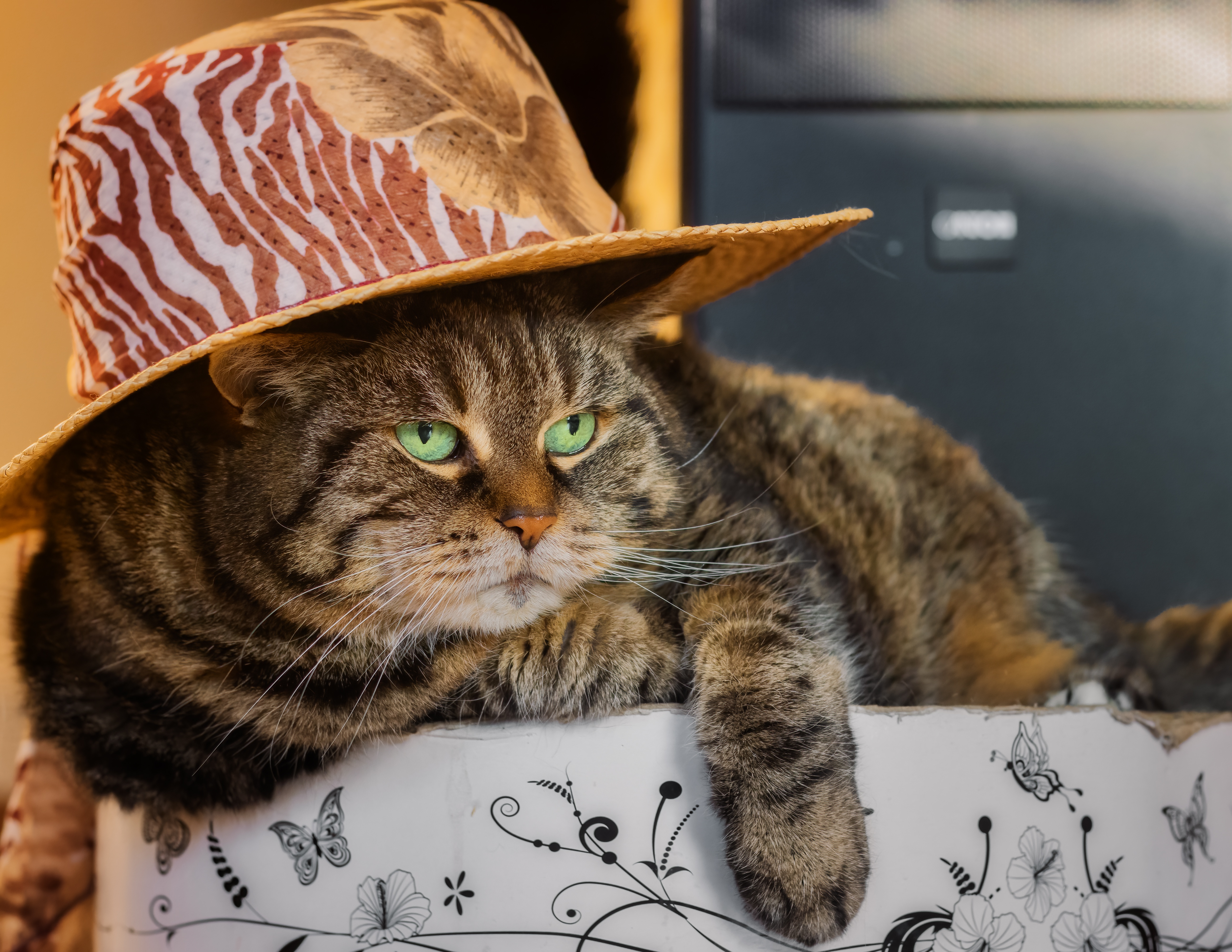Download Animal Cat 4k Ultra HD Wallpaper